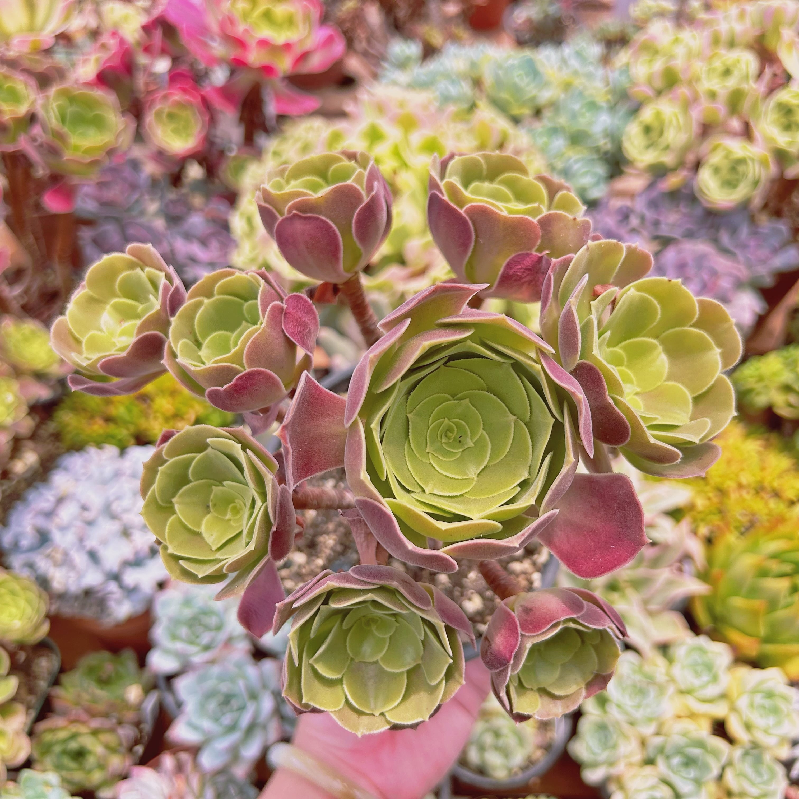 #1122現物　多肉植物　ローズ法師　特大　抜き苗