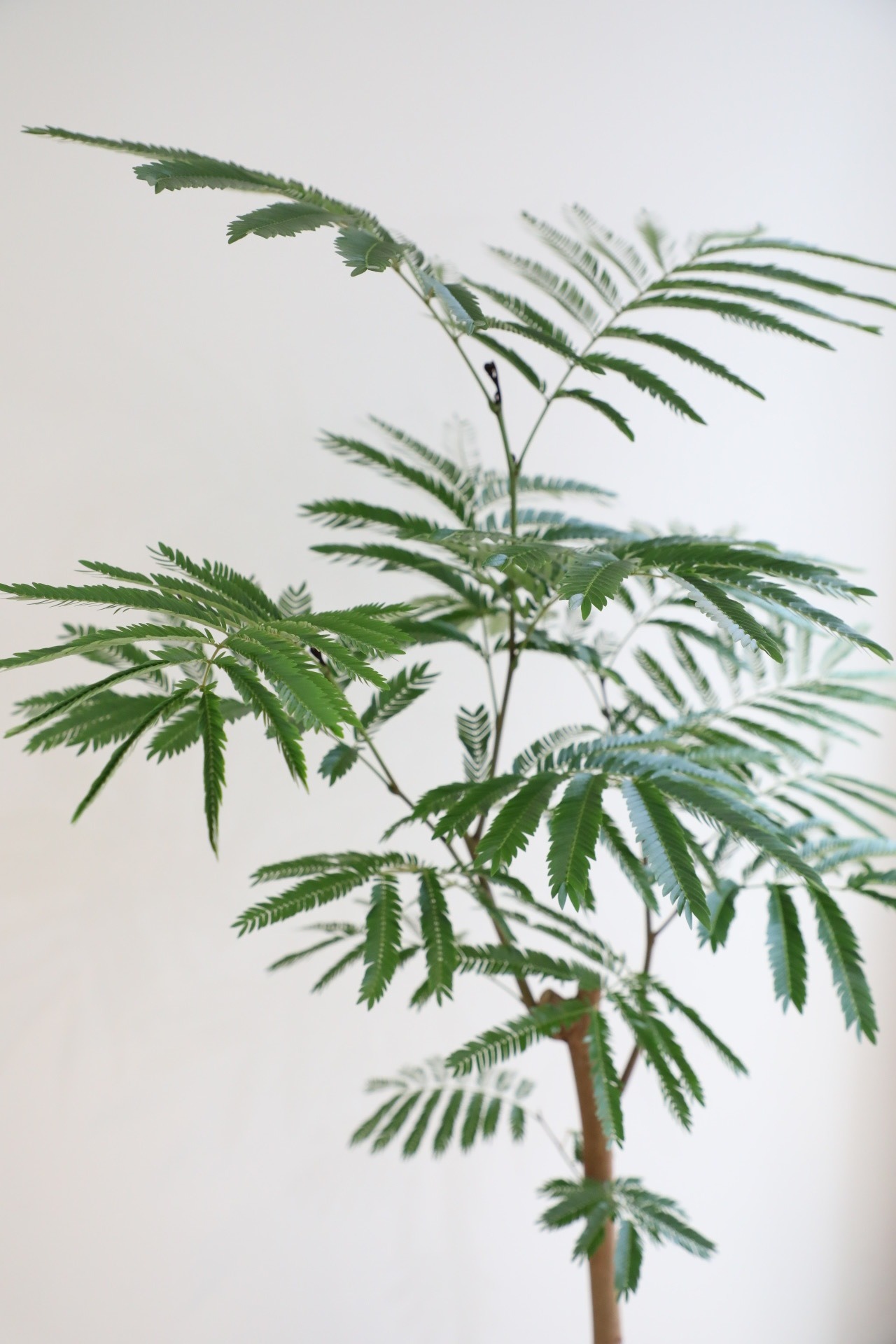 【渋谷区周辺エリア/配送料無料】【L/118cm】エバーフレッシュ /Pithecellobium confertum ever fresh