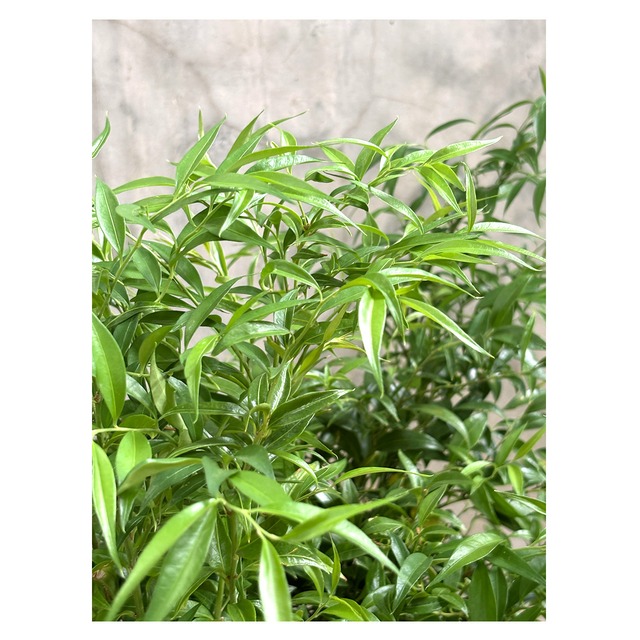 Sarcococca humilis