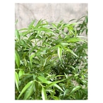 Sarcococca humilis