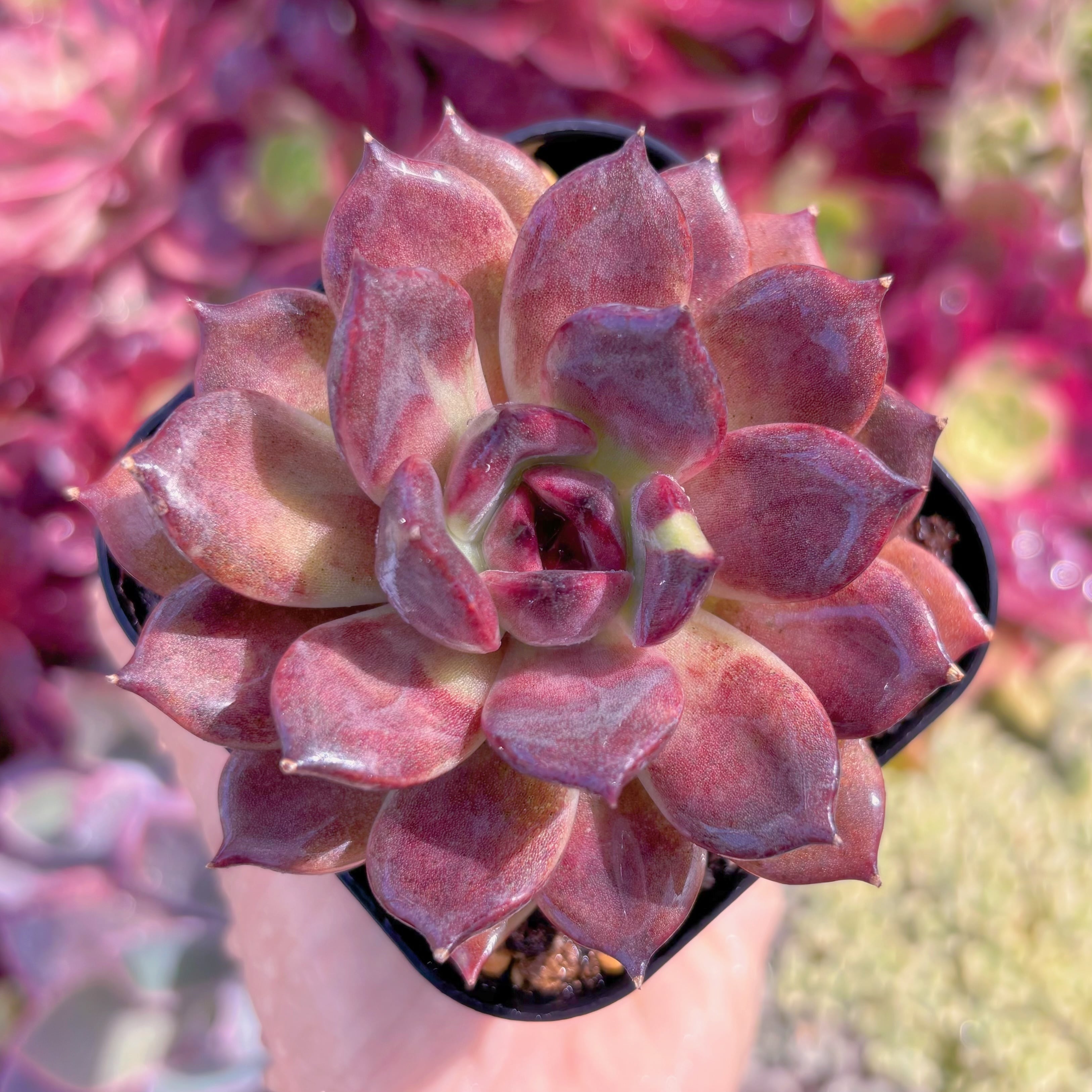 現品　チョコモカ錦#F009　るる農園