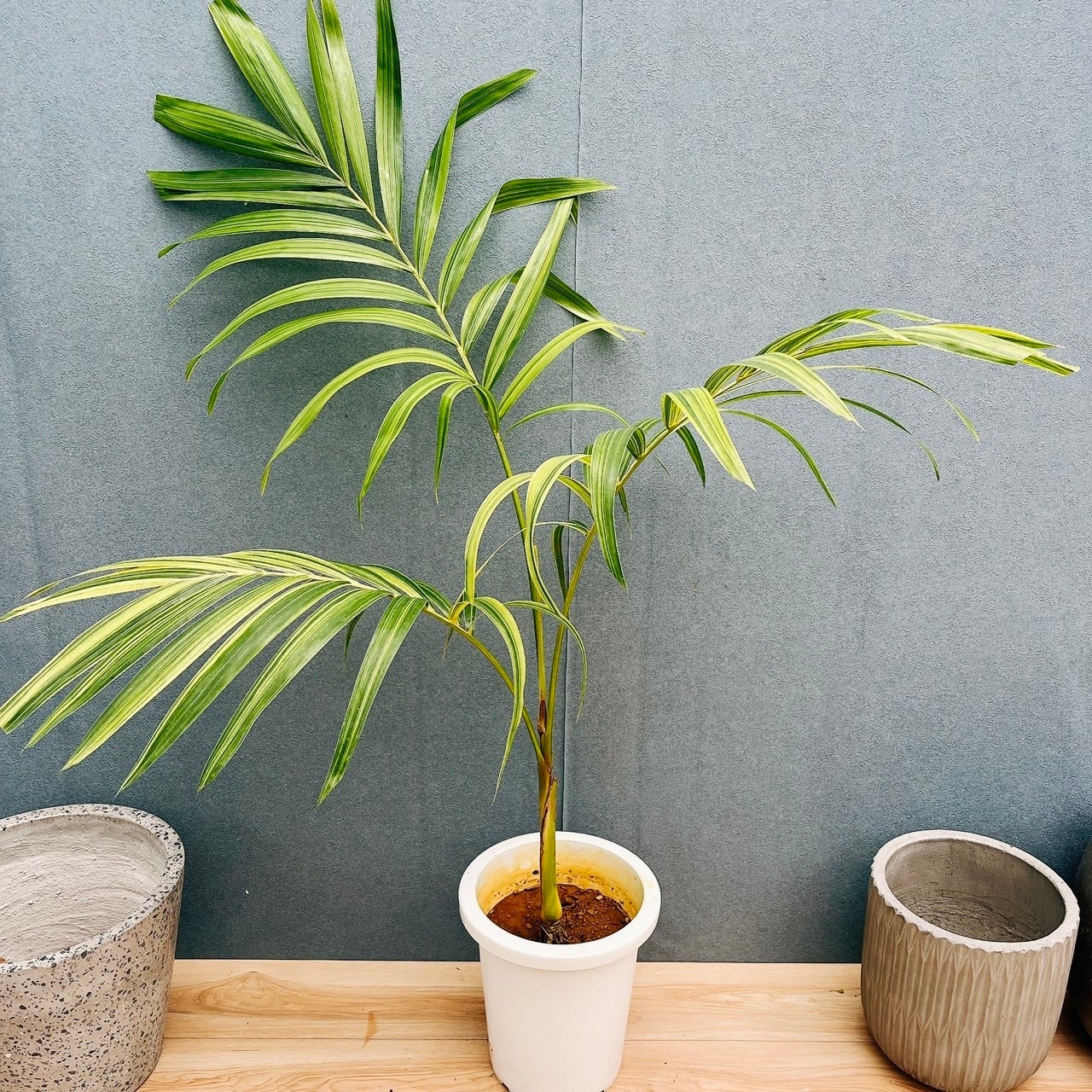［現品］【希少】9番　マニラヤシ 斑入り　観葉植物　大型　室内　8号　プラ鉢 現品］【希少】47番 マニラヤシ 斑入り 観葉植物 大型 室内 8号 プラ鉢