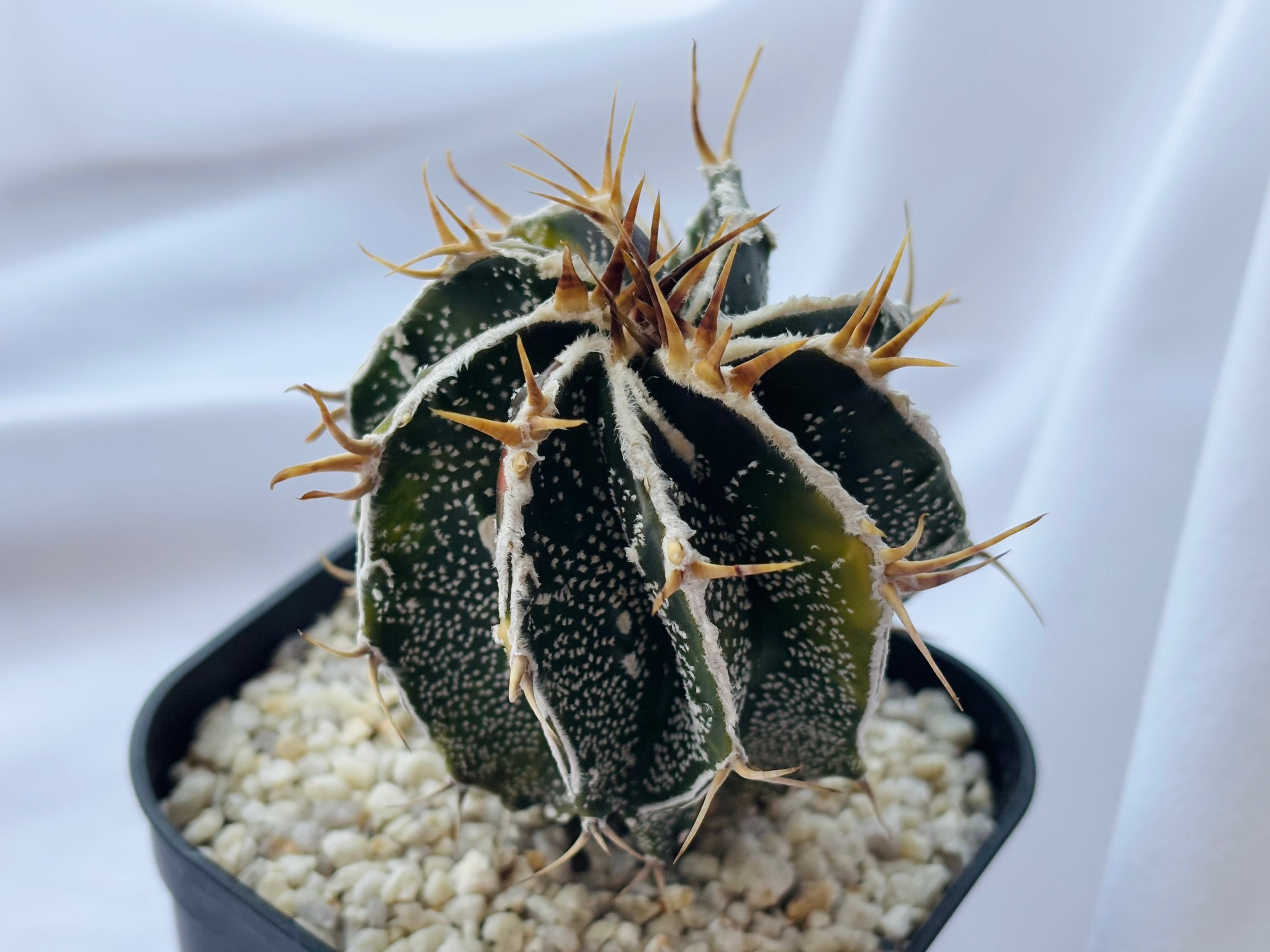 Astrophytum ornatum f. アストロフィツム 白条複隆般若錦 Astrophytum ornatum f. アストロフィツム 白条複隆般若錦