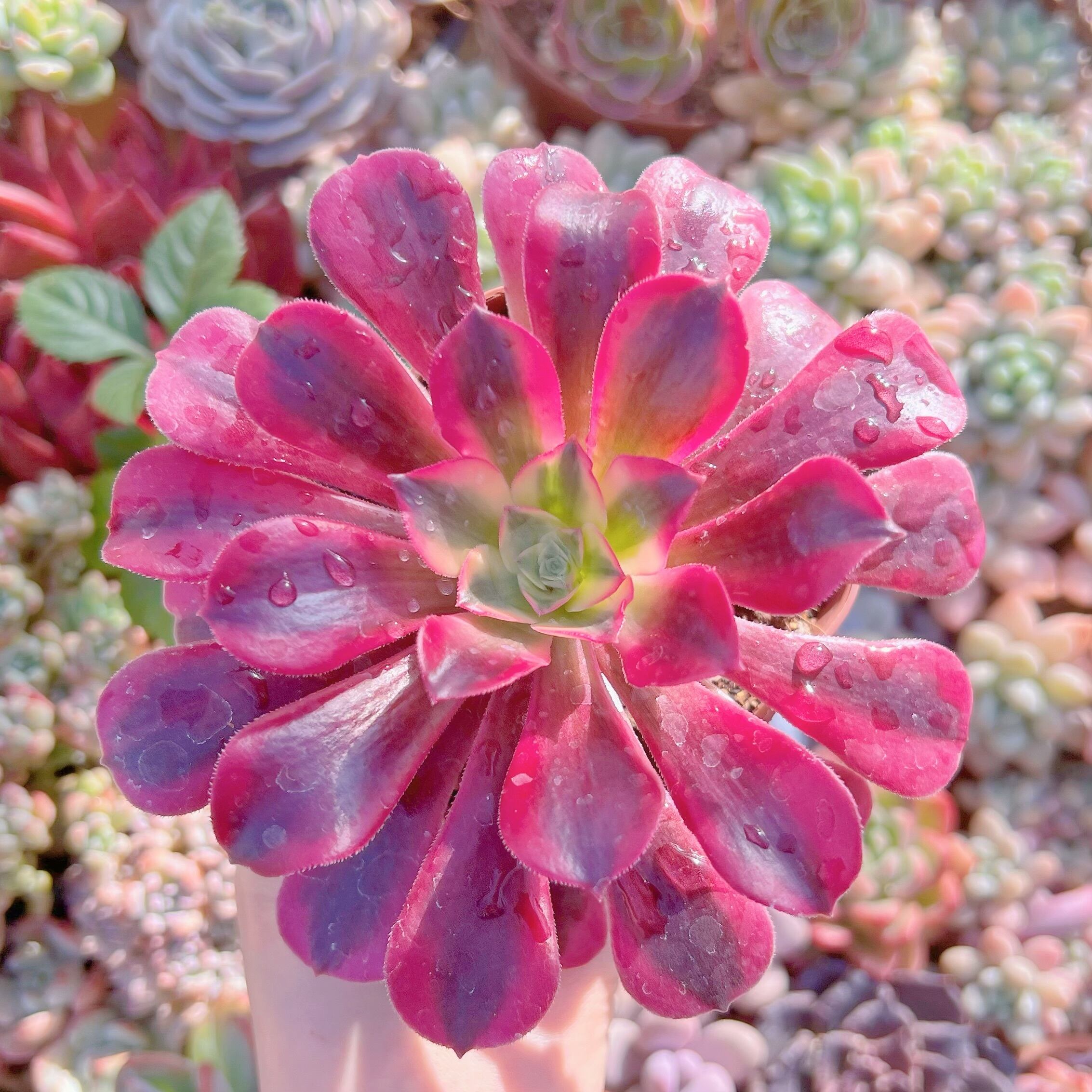 現品　メデューサ#701　新入荷　るる農園