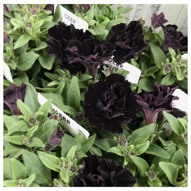 ペチュニア：魔界-まかい-（3.5号）ゲブラさん新品種　ペチュニア苗　ゲブラナガトミヨ　１年草　