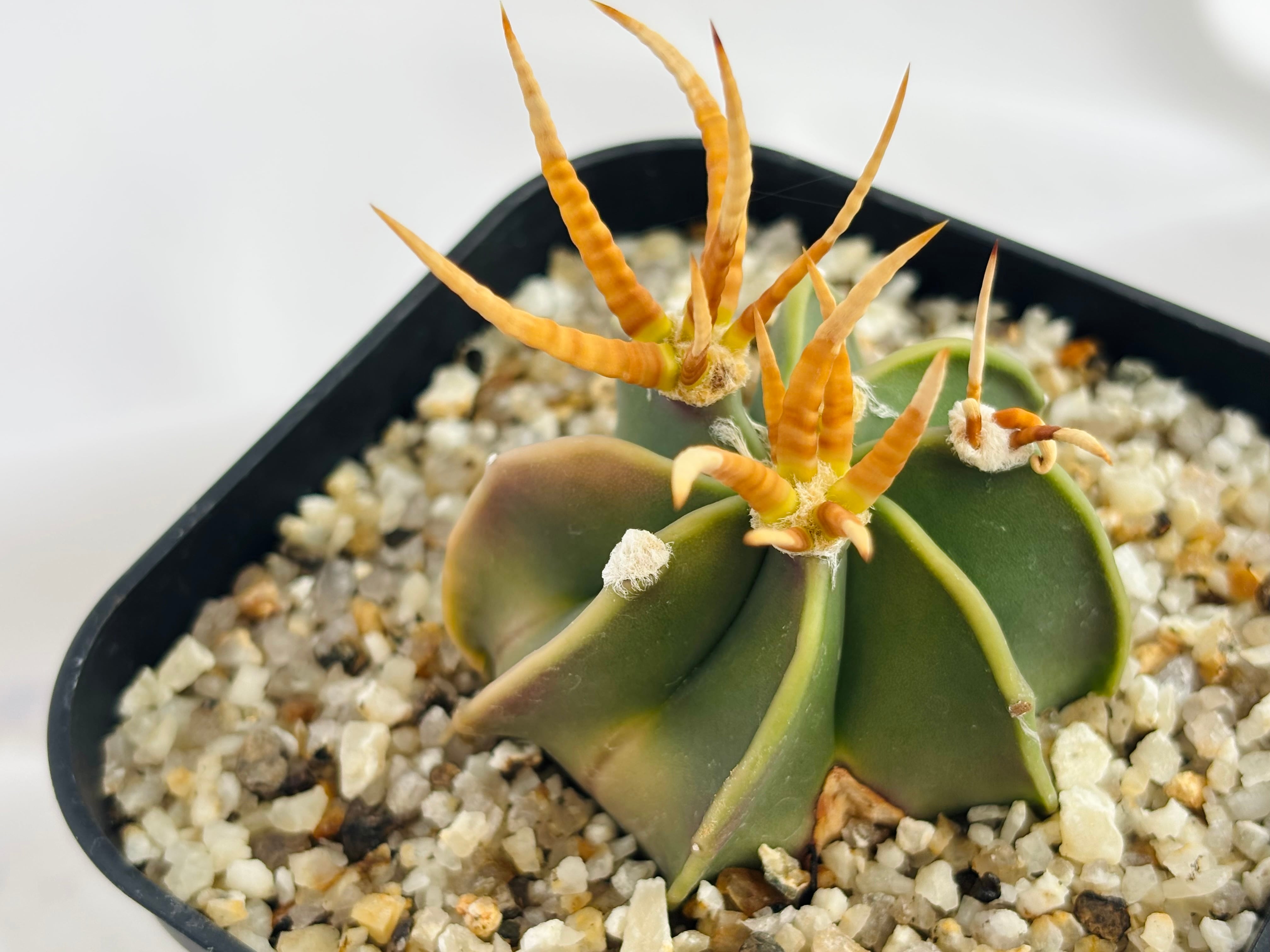 Astrophytum capricorne v. crassispinum アストロフィツム 水牛大鳳玉