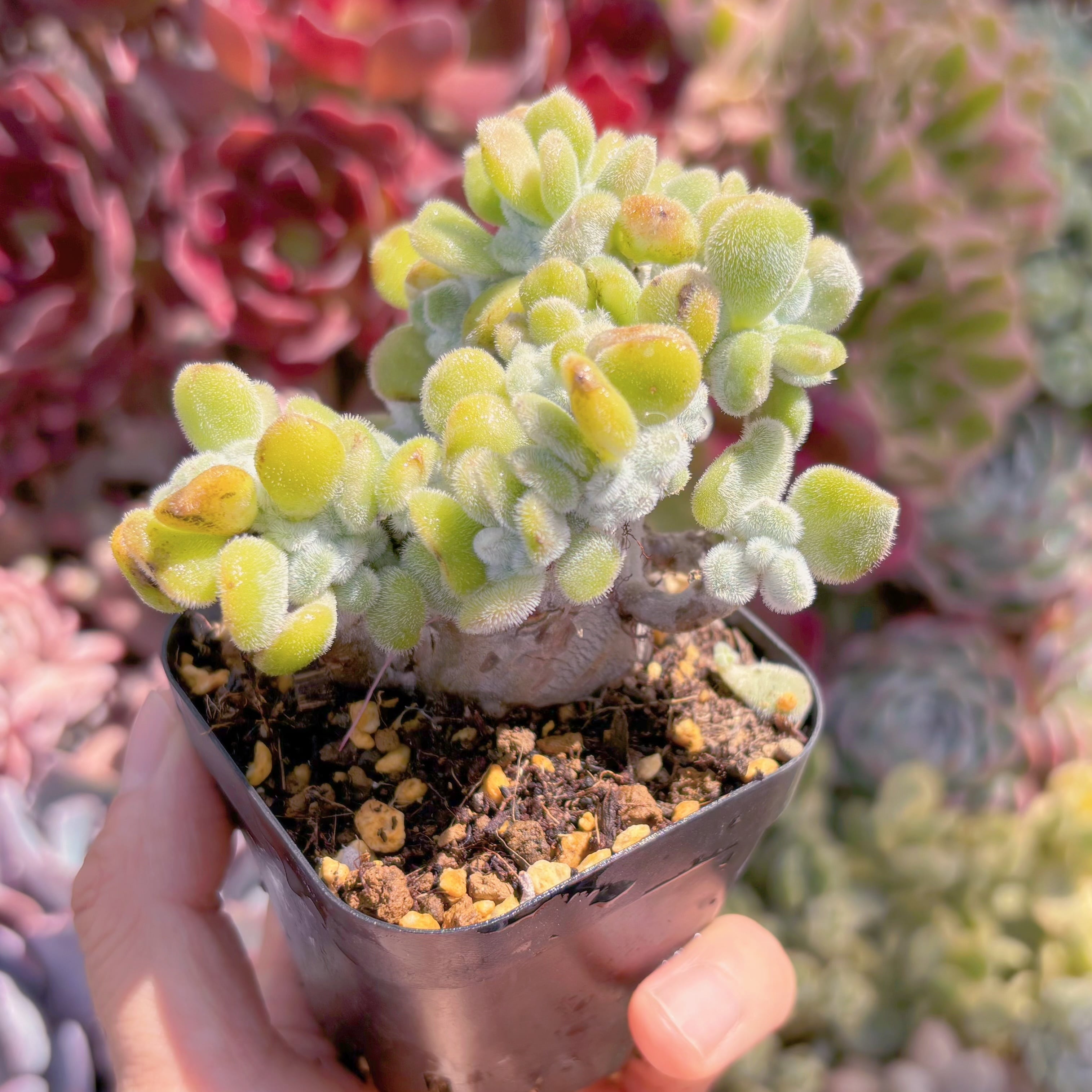 現品　雪錦星#552　るる農園