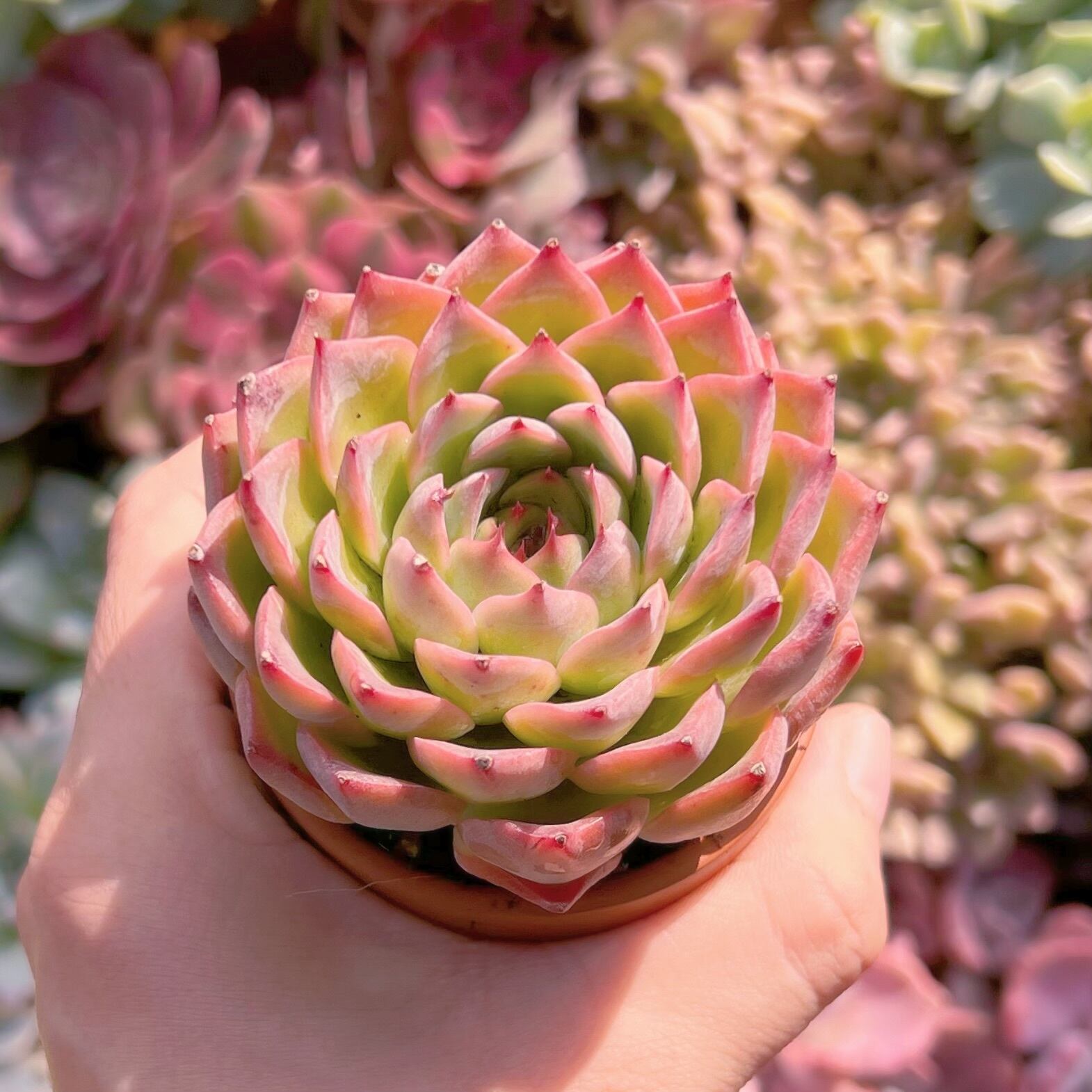 多肉植物 艶姫 新入荷 るる農園 | るる農園~多肉植物専門