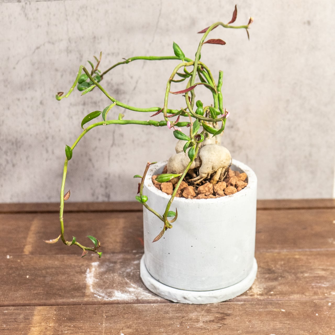 個性的な塊根植物 モナデウム・ルベルム 手づくりモルタル鉢仕立て インテリアに映える造形美をお楽しみください｜虫発生抑制【全国一律送料850円】