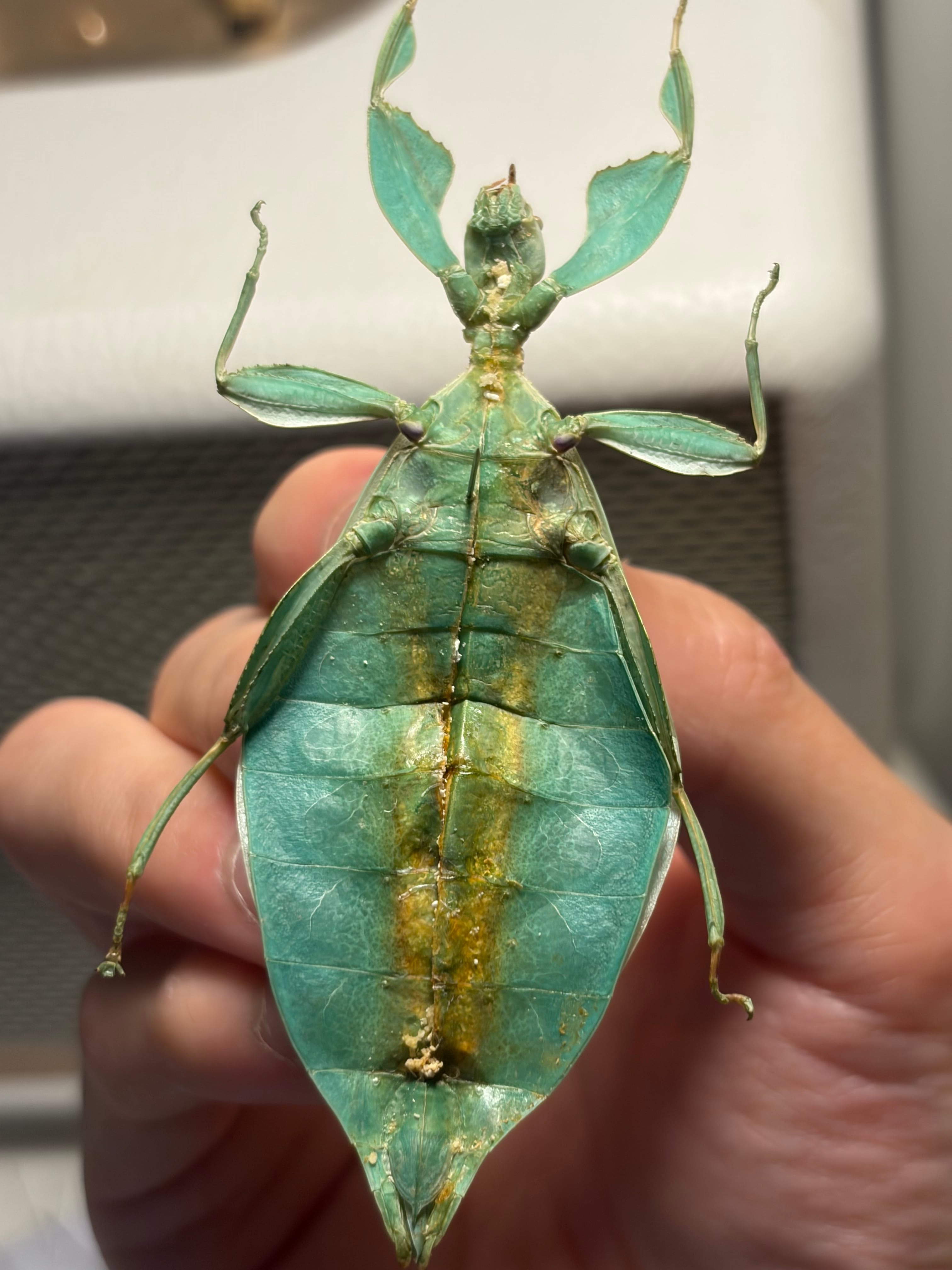 オオコノハムシ 黄緑モルフ昆虫標本 ナナフシタランチュラムカデサソリ