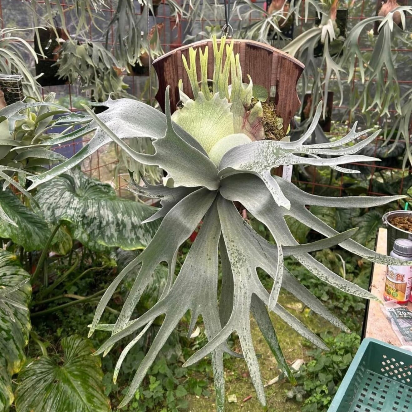 P.Triceratops (三角龍) pup | naturefix