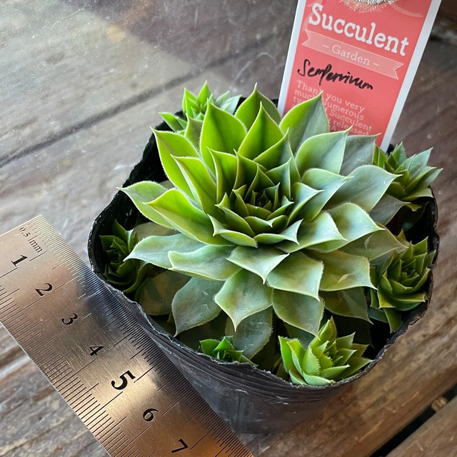 大阪のt様ご注文センペルビューム B Rupo 多肉植物専門店 大阪のt様ご注文センペルビューム B Rupo 多肉植物専門店