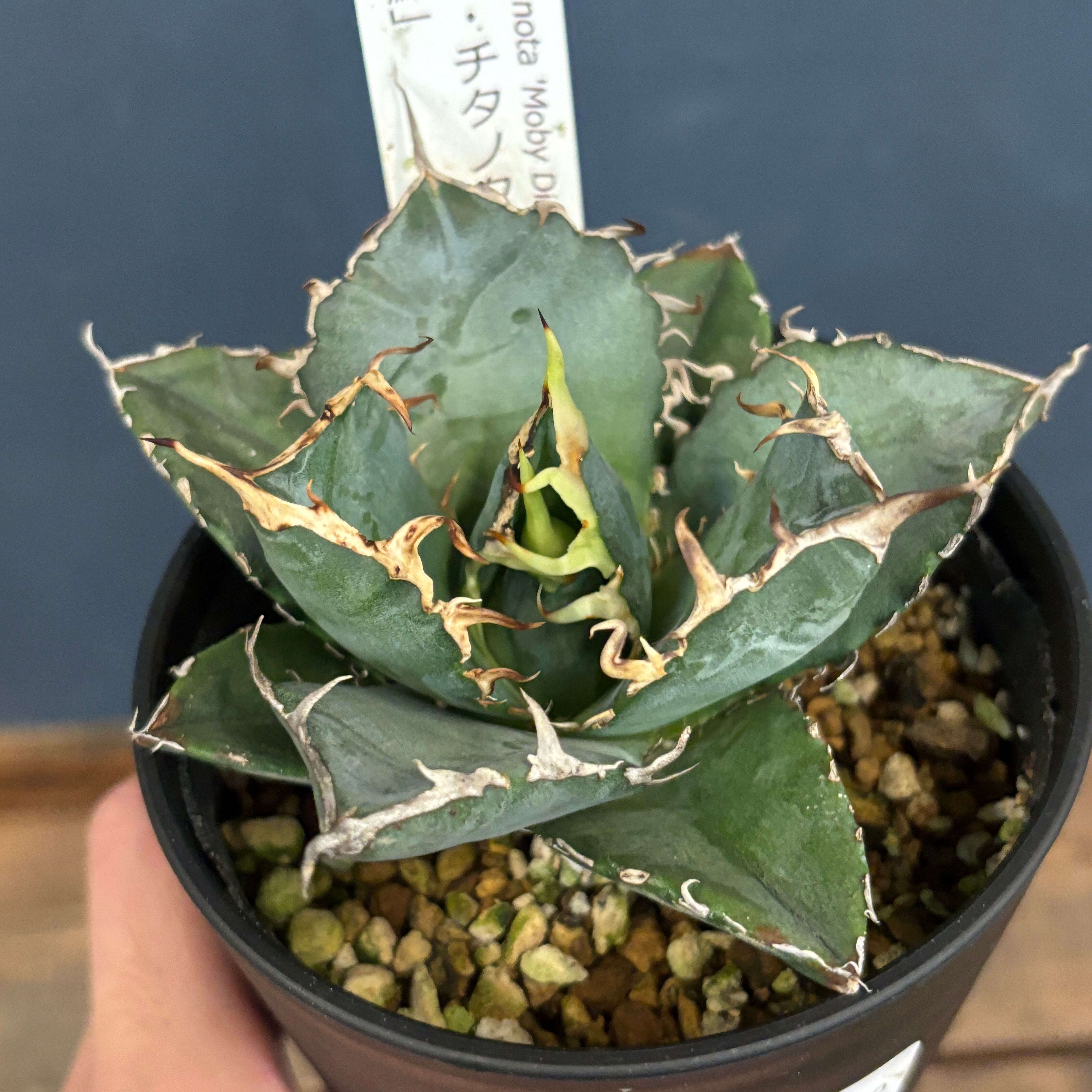 アガベ　オテロイ　バンド幅有　送料込み アガベ オテロイ ivory