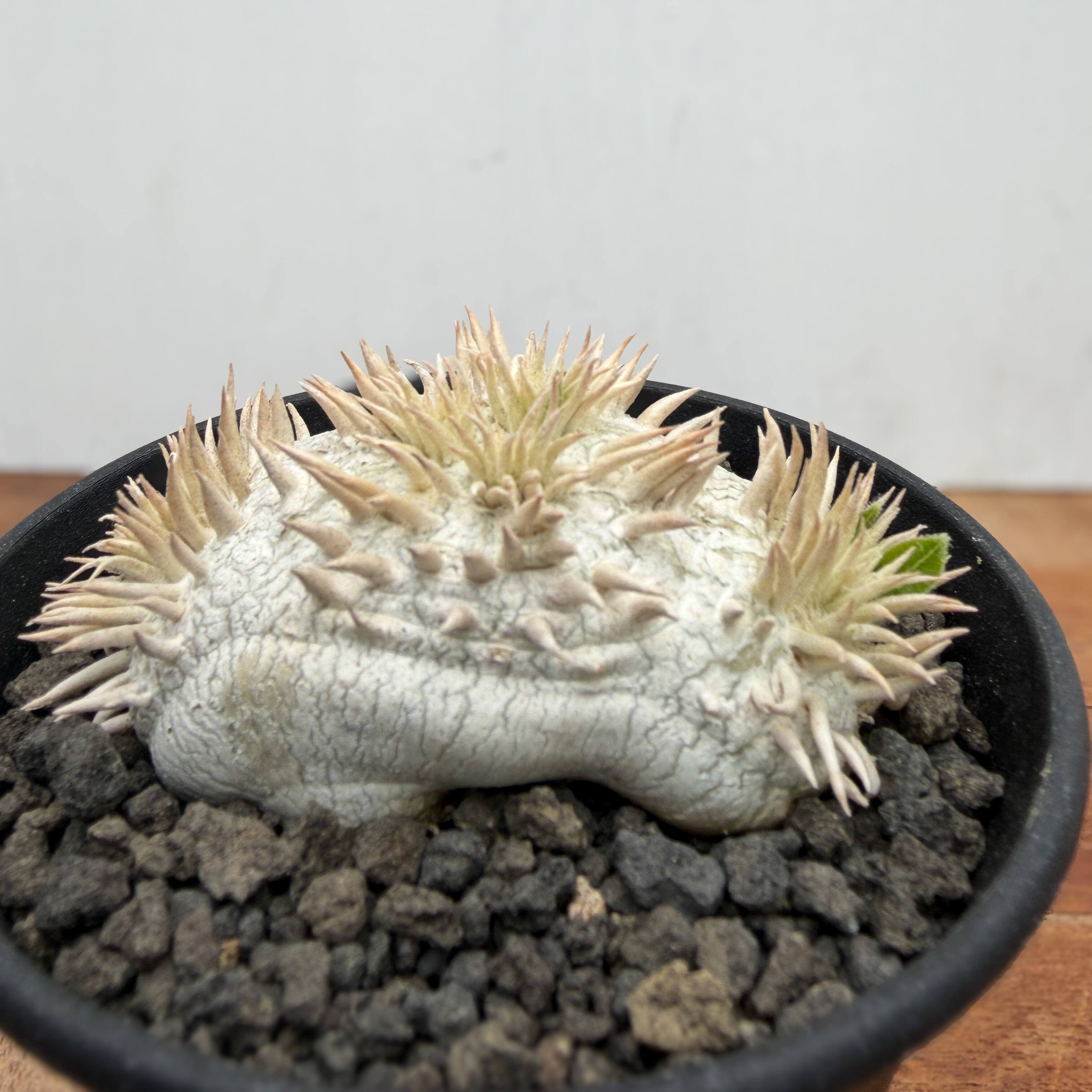 パキポディウム　レウコキサンツム パキポディウム レウコキサンツム① | hanayoshi-botanical