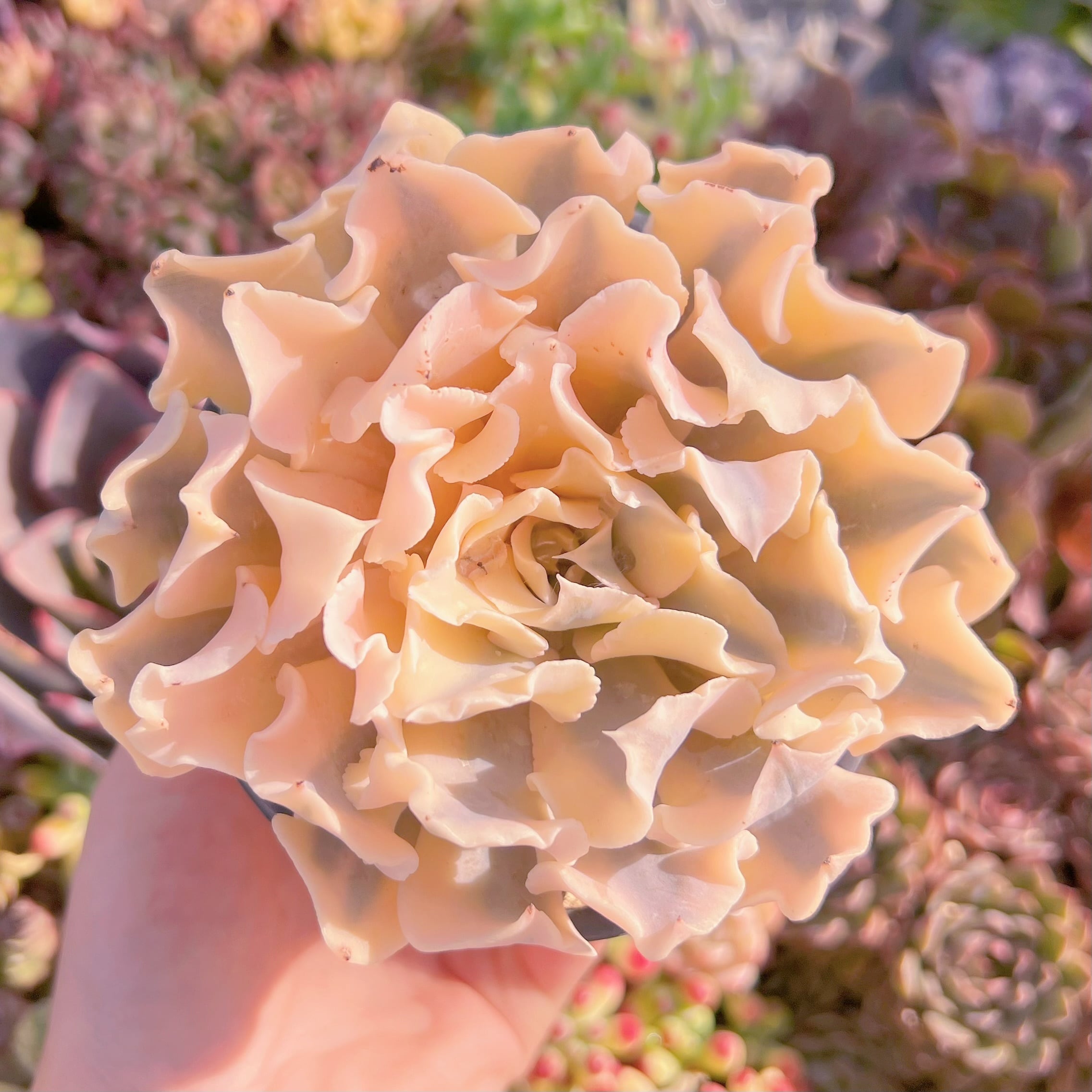 現品　シャフラン錦#F042　大苗　在庫僅少　るる農園