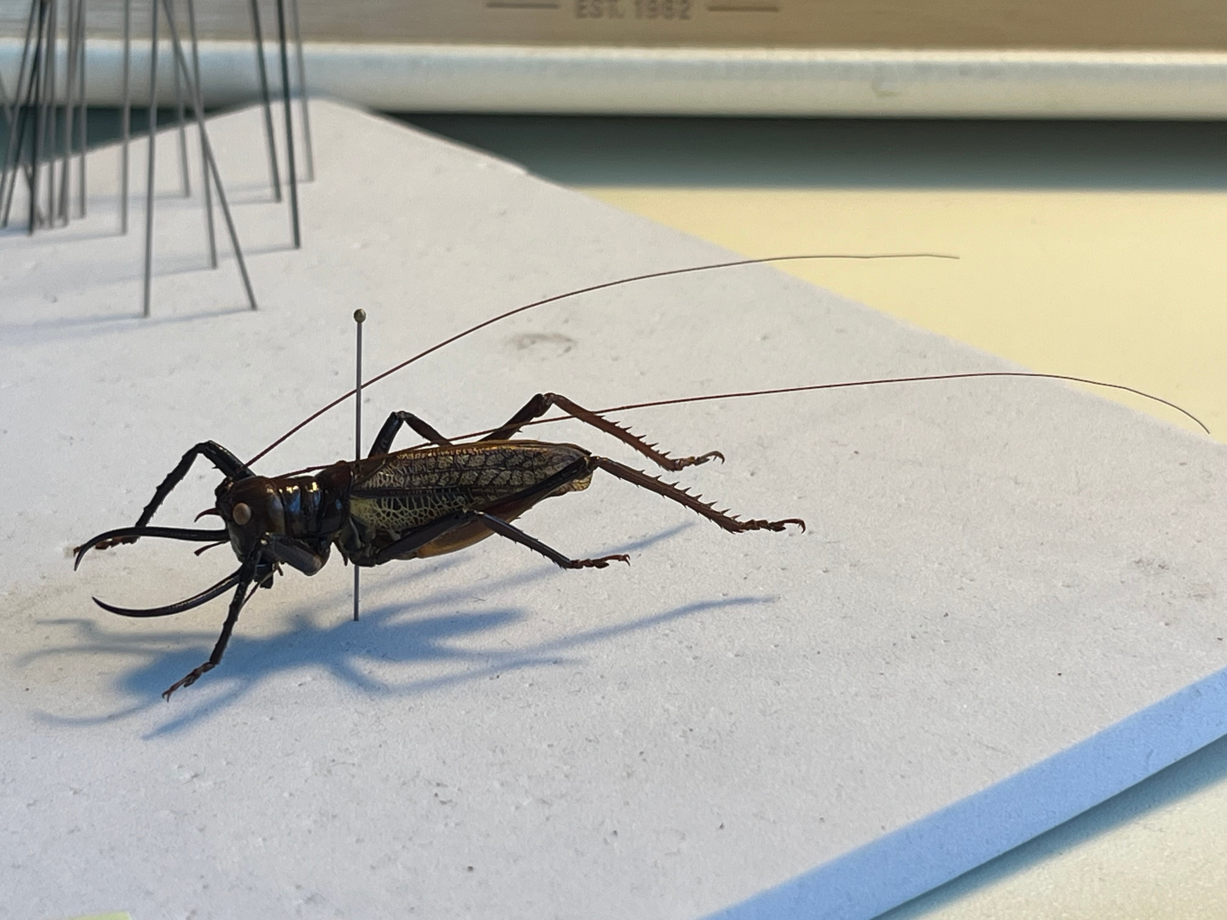 極美展足】クワガタキリギリス 化け物キリギリス 昆虫標本 ウェタ