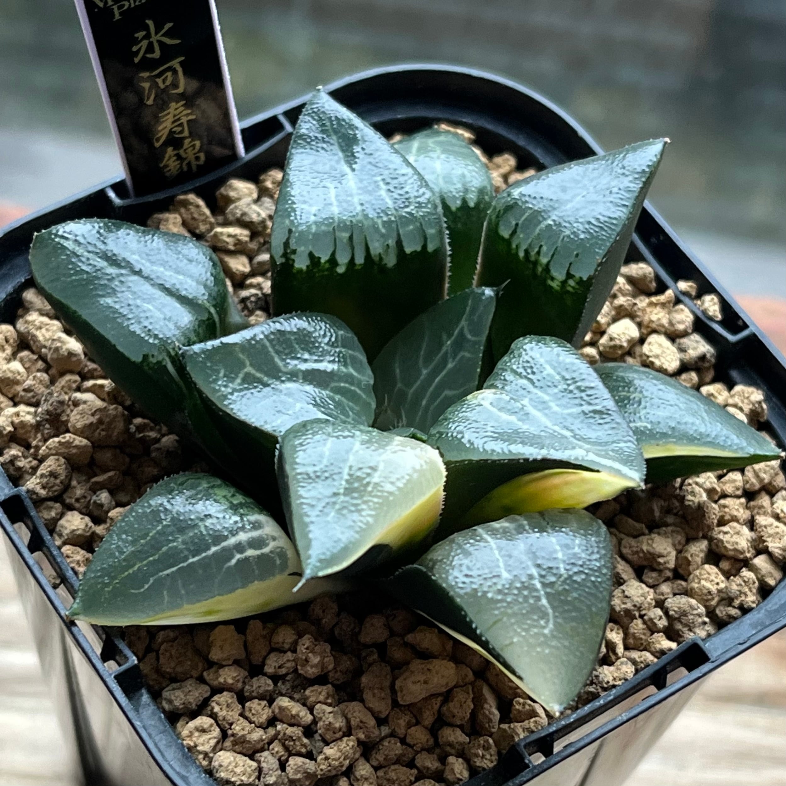 ハオルチア 黒玉露錦 霓虹灯 | mocono_plants