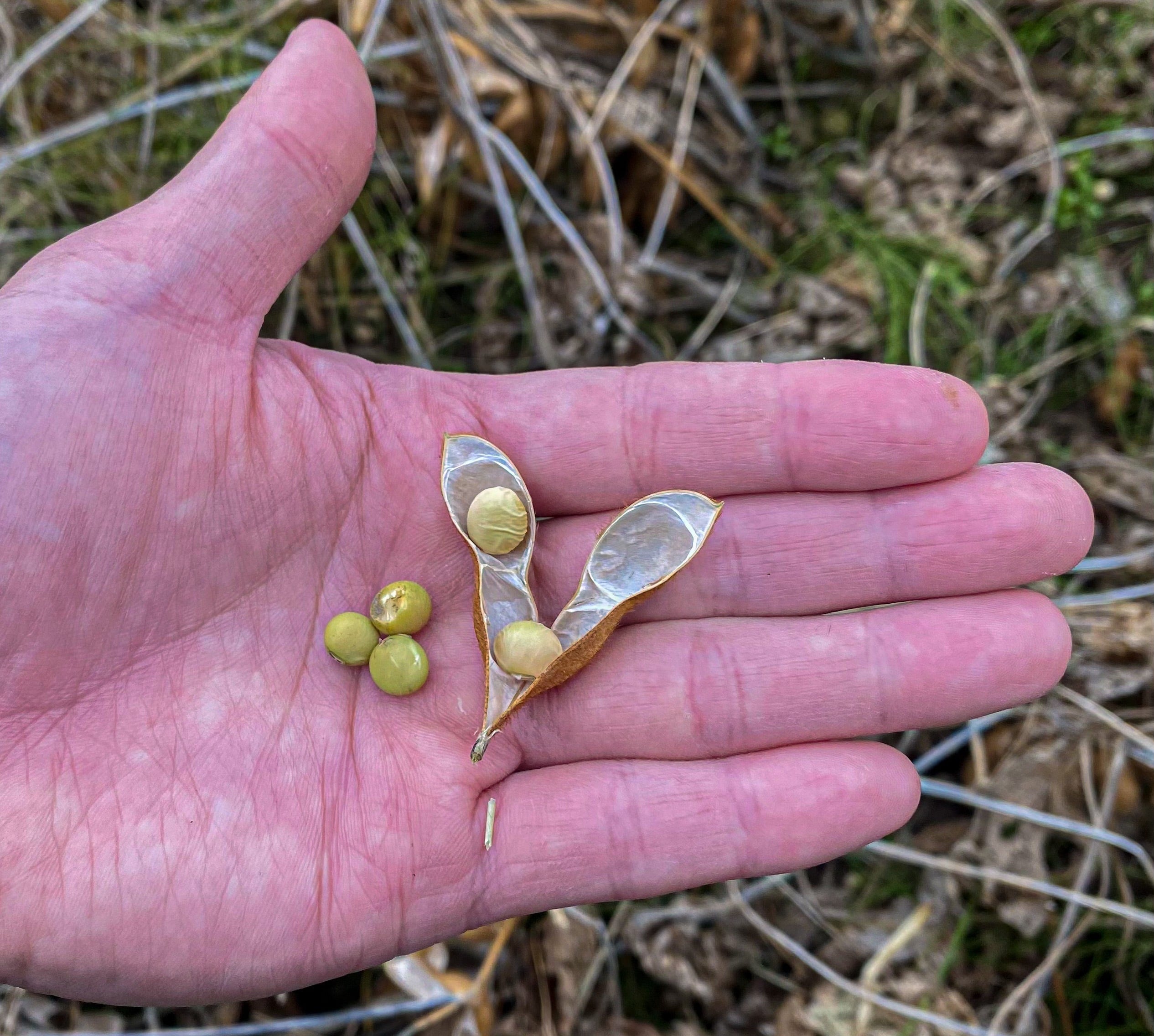 寄せ豆腐セット