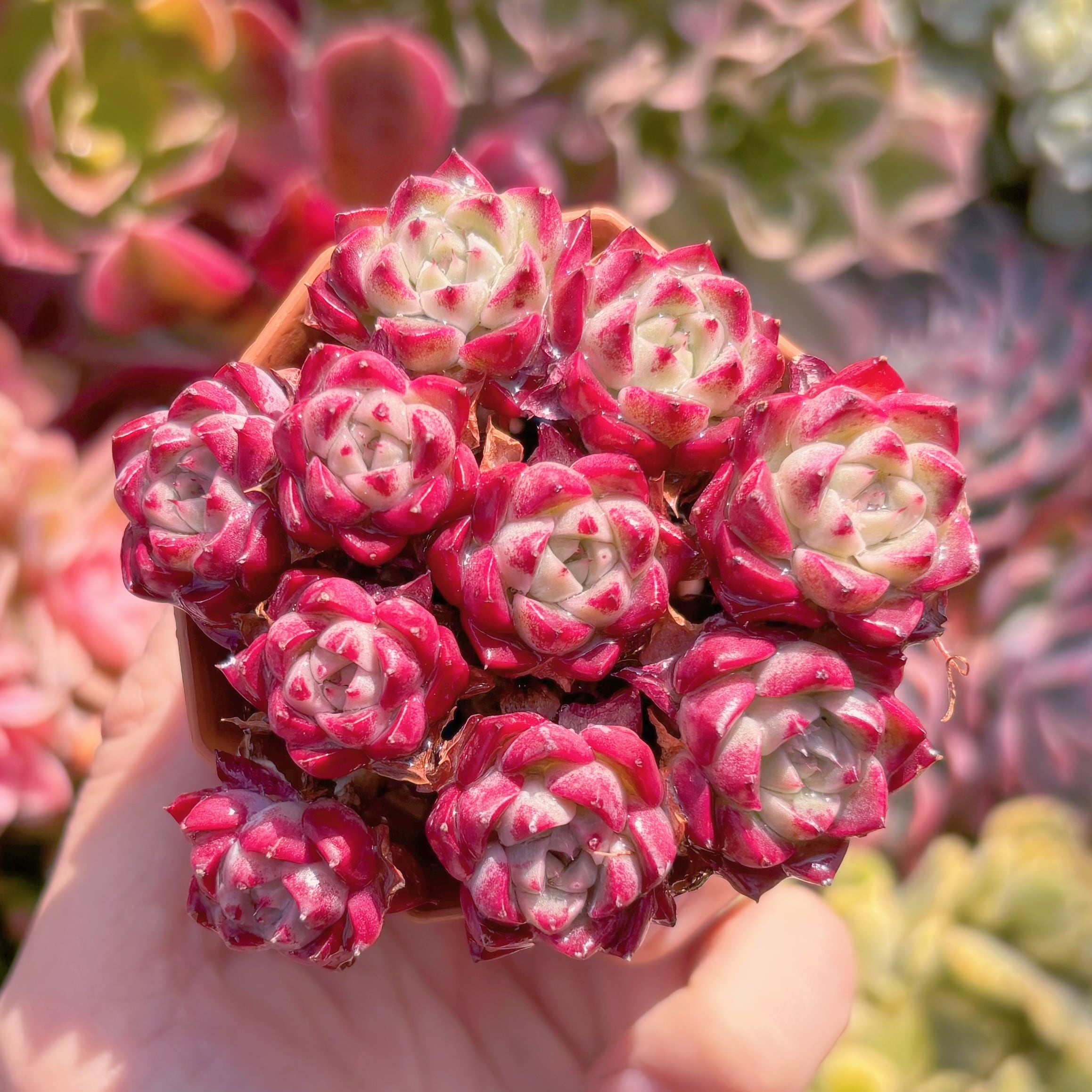 多肉植物　沙羅姫牡丹(自然群生)　新入荷　るる農園