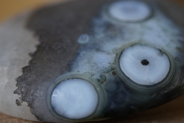 ゴビアゲート Gobi Desert Eye Agate 524