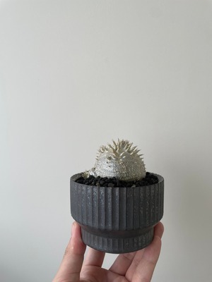 【新着】Pachypodium Densicaule × VALIEM DEEP VOID 【まん丸の極上逸品】パキポディウム デンシカウレ 恵比寿大黒_3