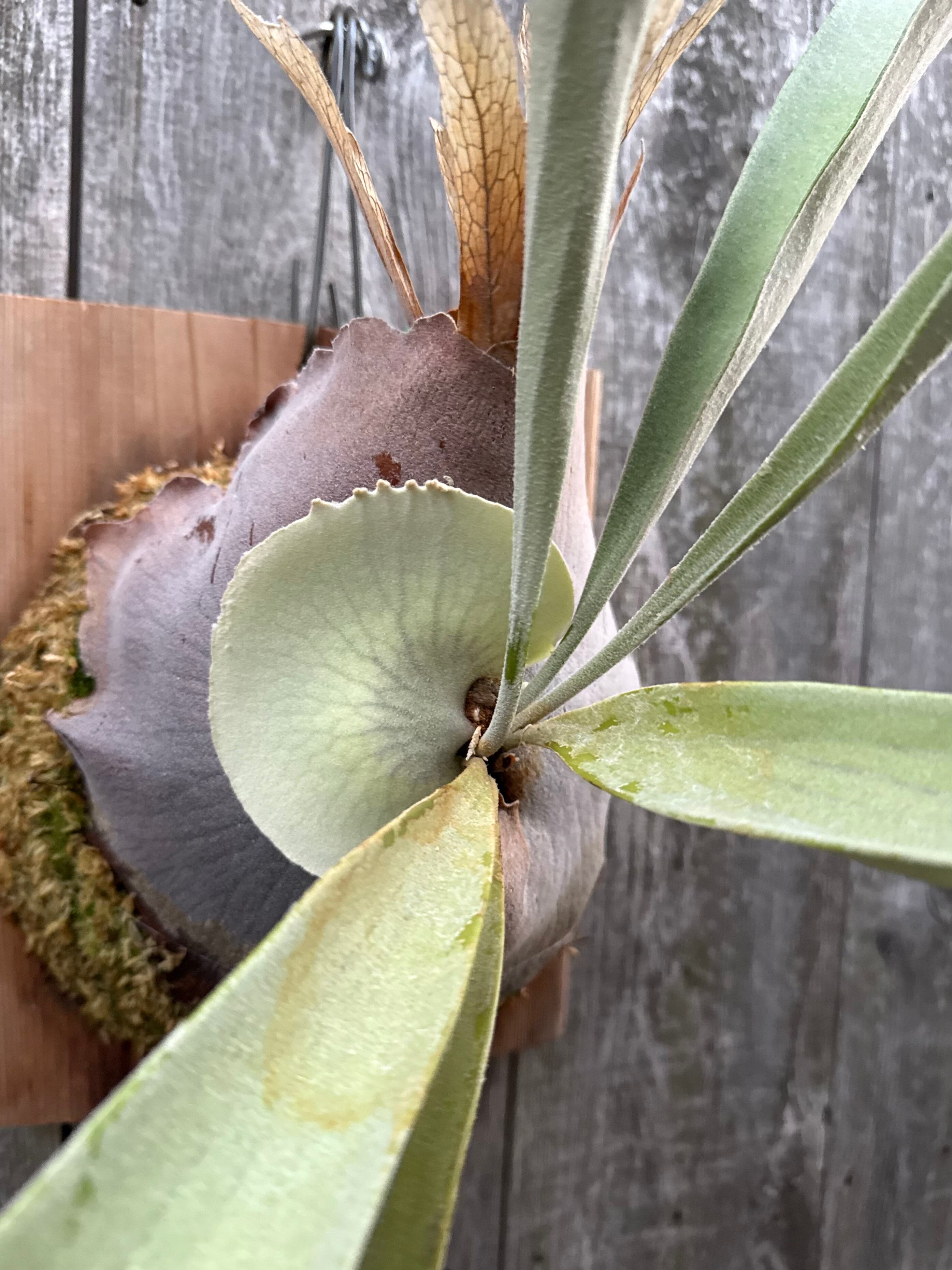 P. veitchii cv. Pang Sida (pup) | naturefix