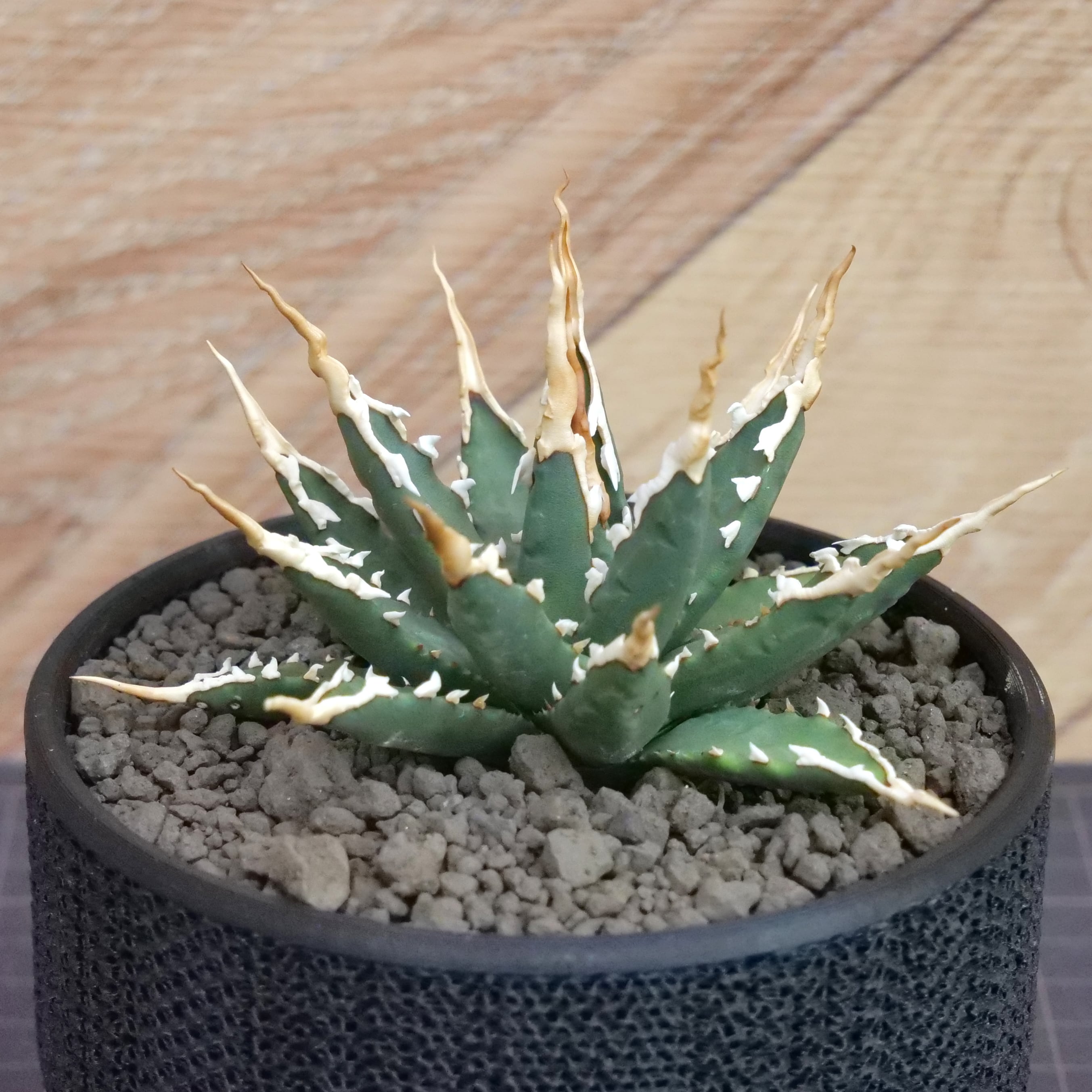 Agave utahensis eborispina アガベ エボリスピナ（実生3年） / 中株