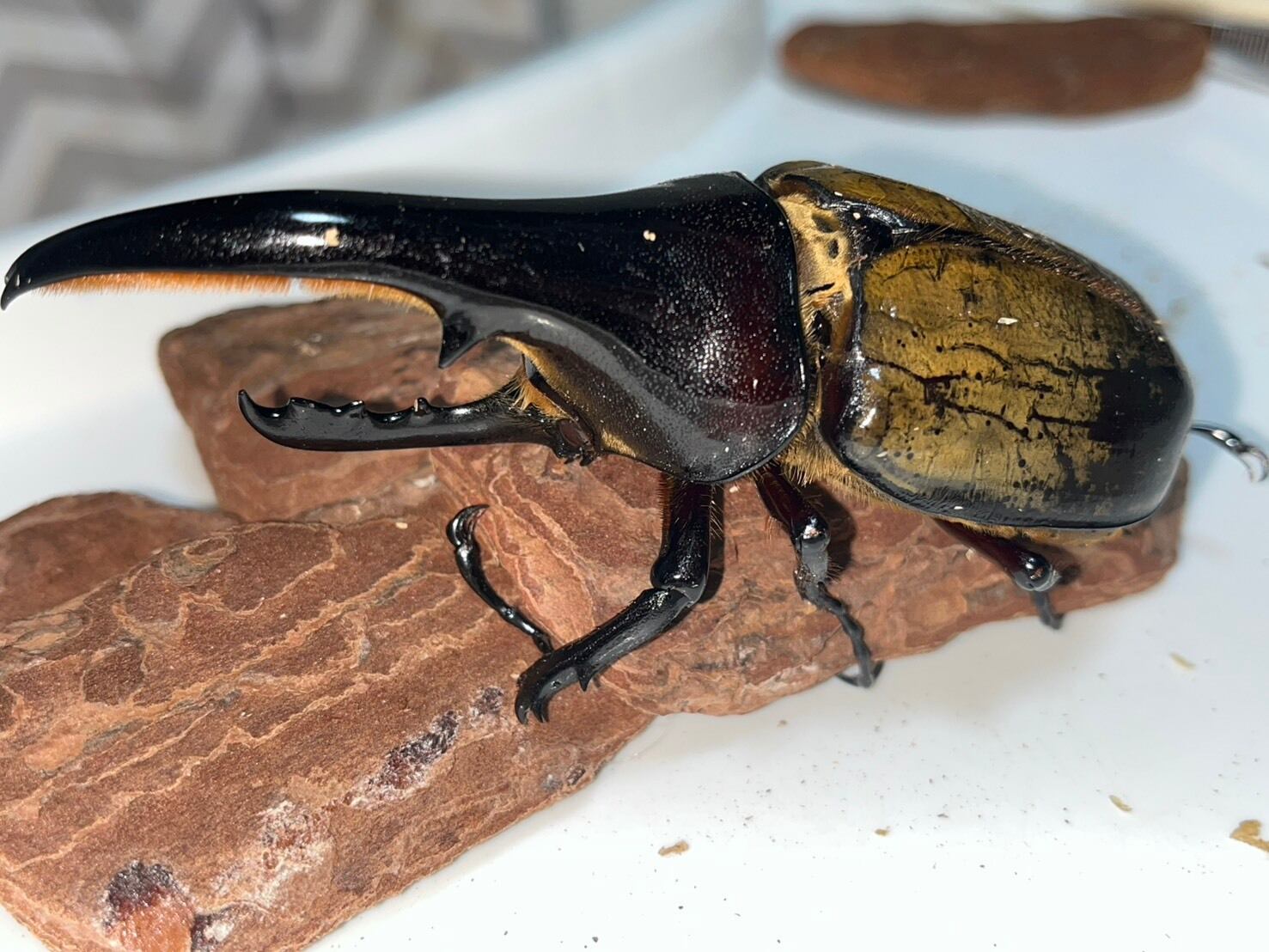 ババオウゴンオニクワガタ 幼虫5匹 親♂約71.3mm 約♀46mm