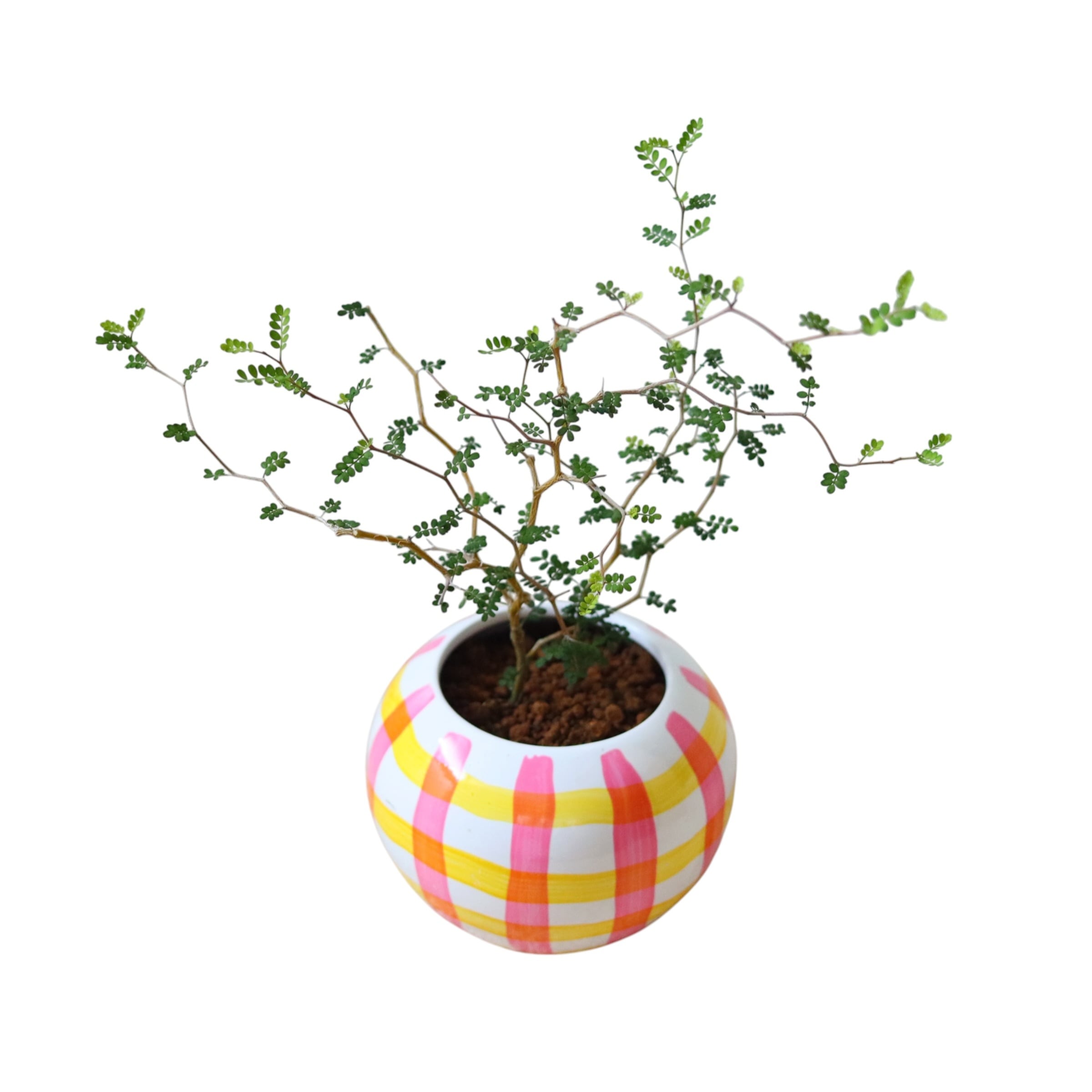 ソフォラ リトルベイビー(30cm)