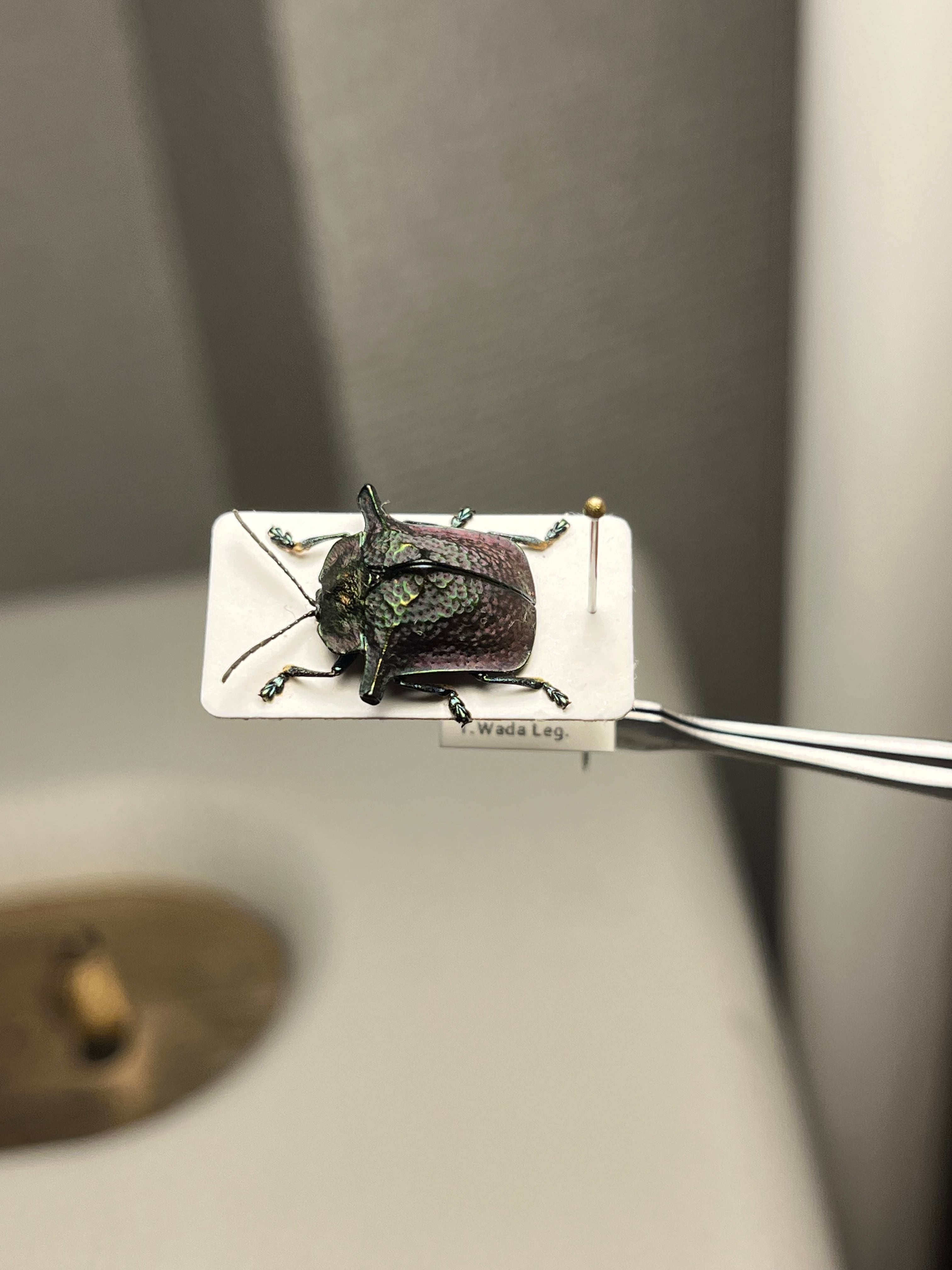 ペルーのカタトゲブローチハムシ 標本甲虫タマムシスハンダエコガネムシオサムシカ ペルーのカタトゲブローチハムシ 標本甲虫タマムシスハンダエ