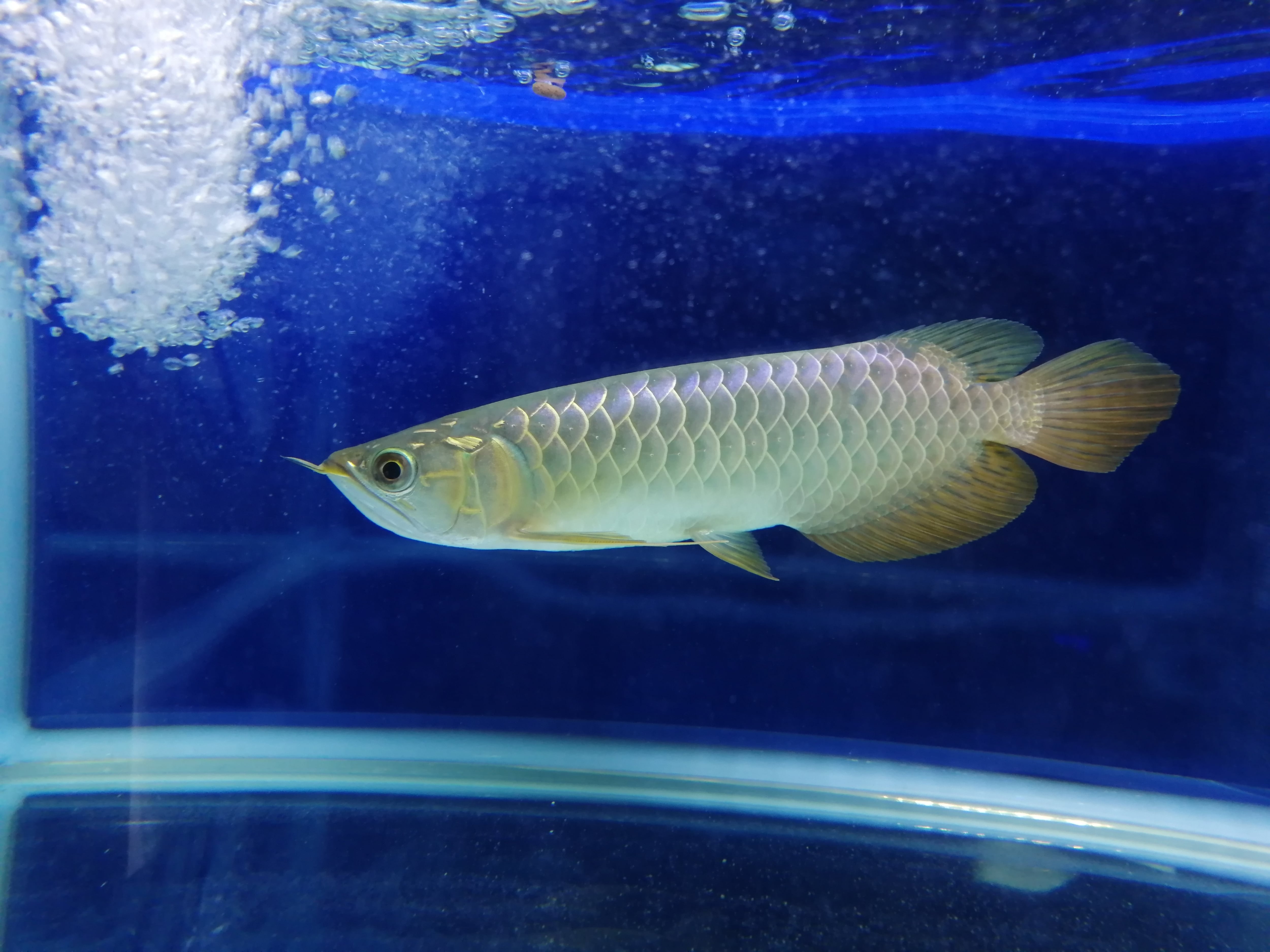 藍底過背金龍 (ブルーベース) ±23㎝《5938 証明書付き》 | アロワナ等