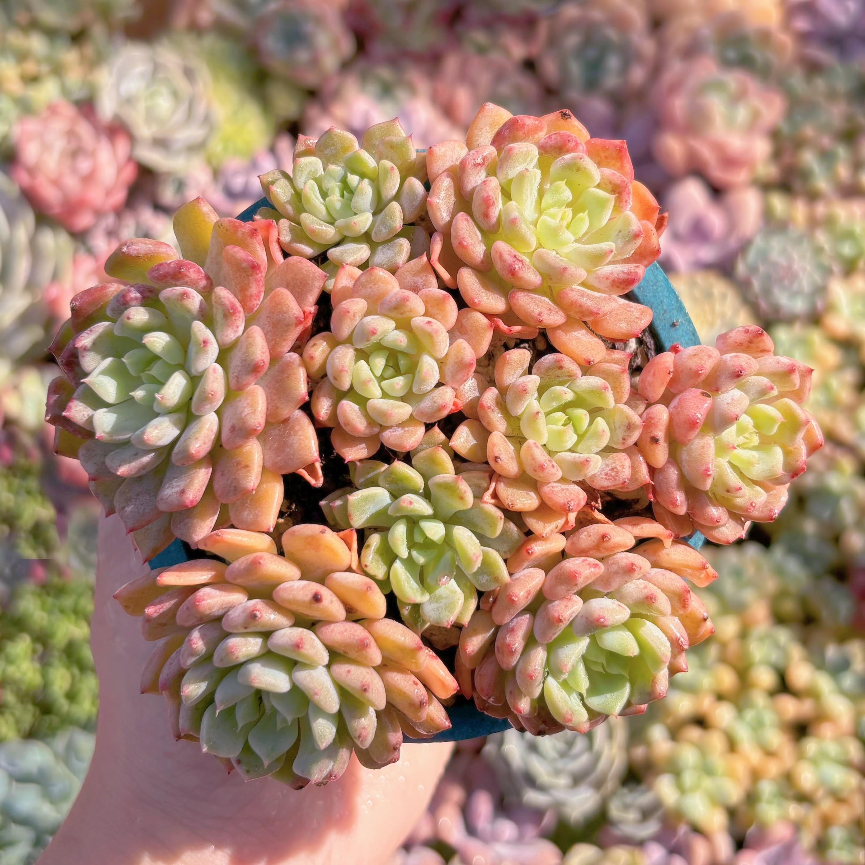 多肉植物　ピンクバブル　群生　新入荷　るる農園