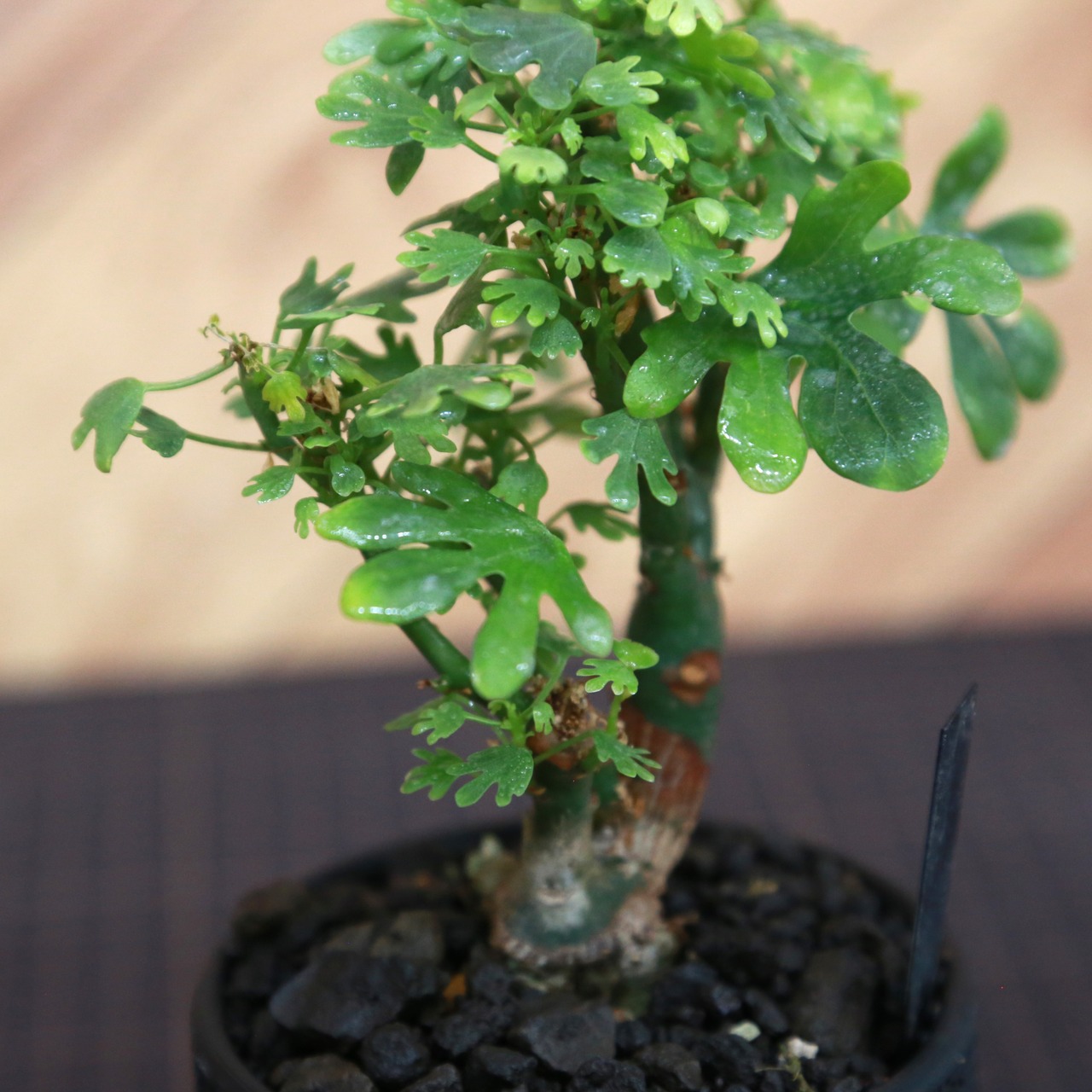Adenia glauca アデニア グラウカ（幻蝶かずら） /挿枝（葉数旺盛・盆栽仕立て） / Lot.001