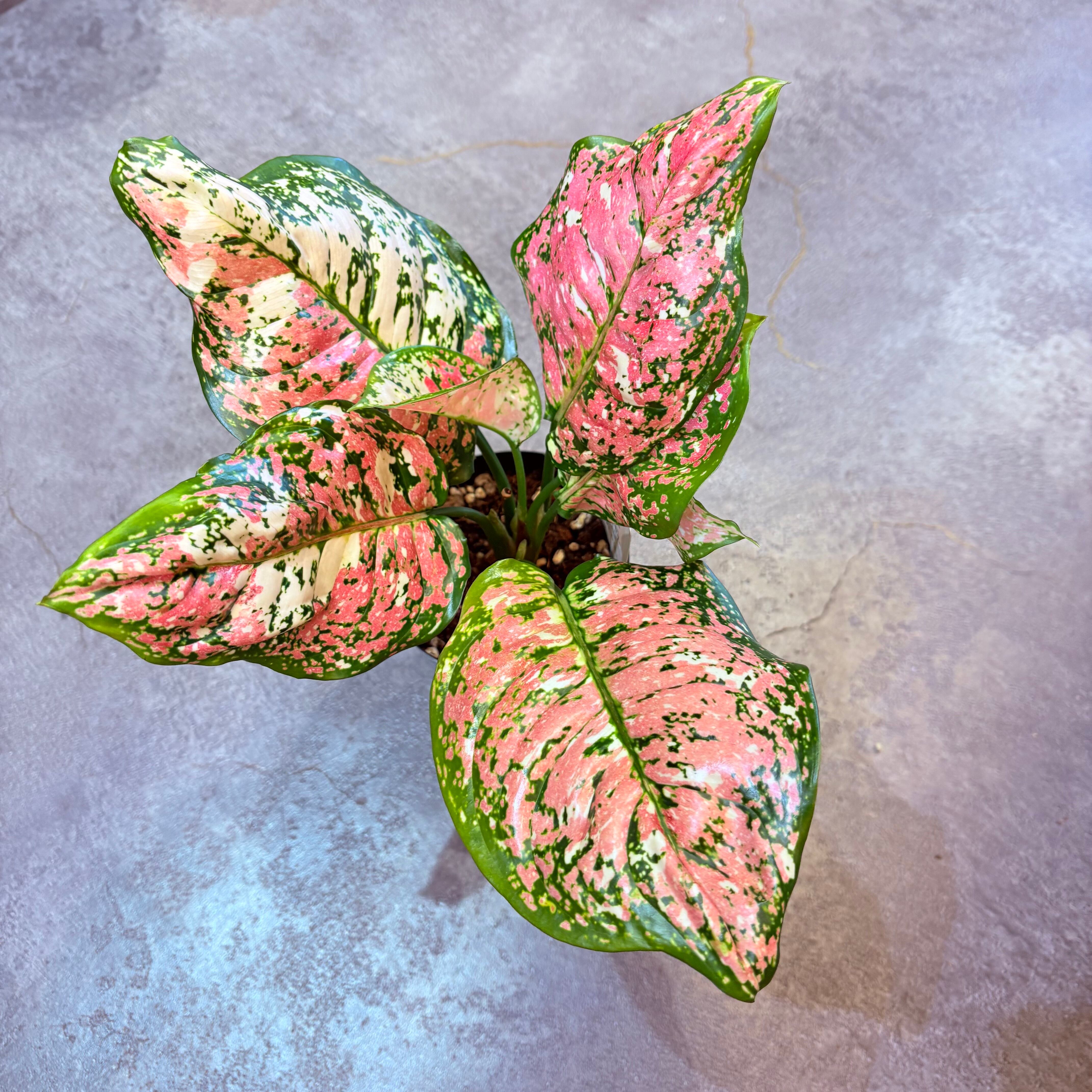 専用　アグラオネマ　B 専用 アグラオネマ B Aglaonema pictum