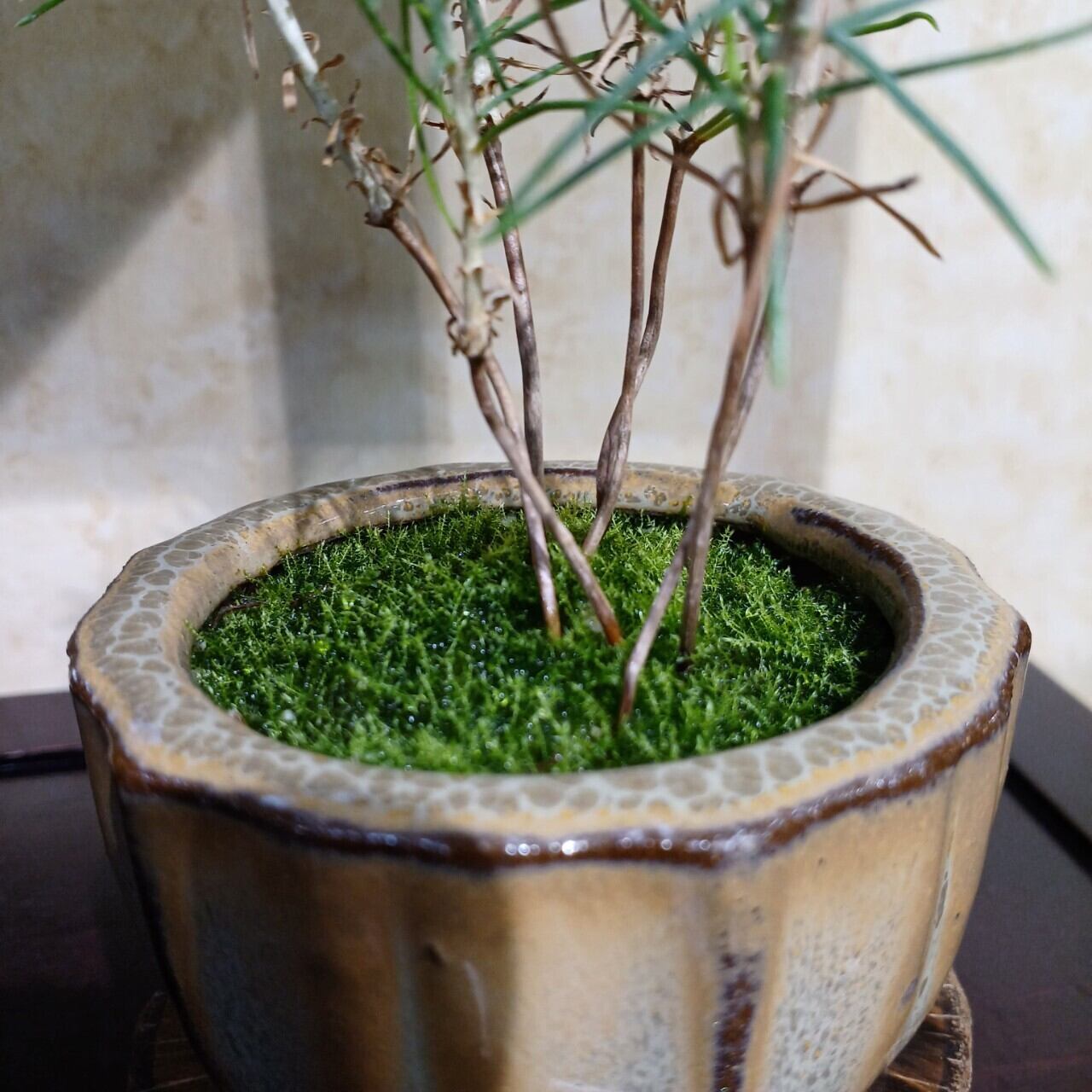 黒松寄せ植え【黒松／なっこゴケ】(UB-008) | 苔なっこ | オンラインストア