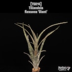 【送料無料】flexuosa 'Giant'〔エアプランツ〕現品発送T5614