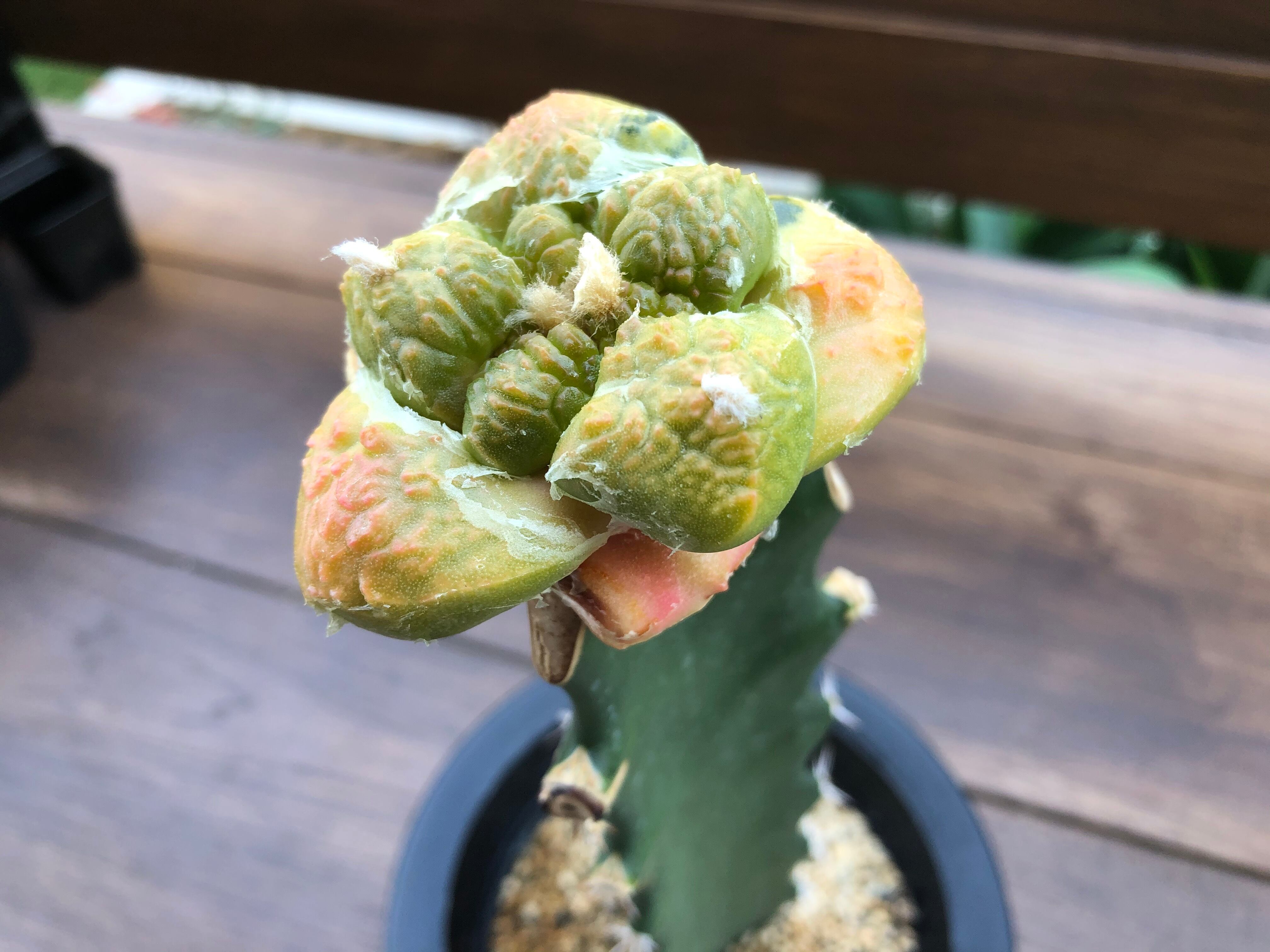 Ariocarpus lloydii アリオカルプス 連山錦 サボテン 斑入り 接木