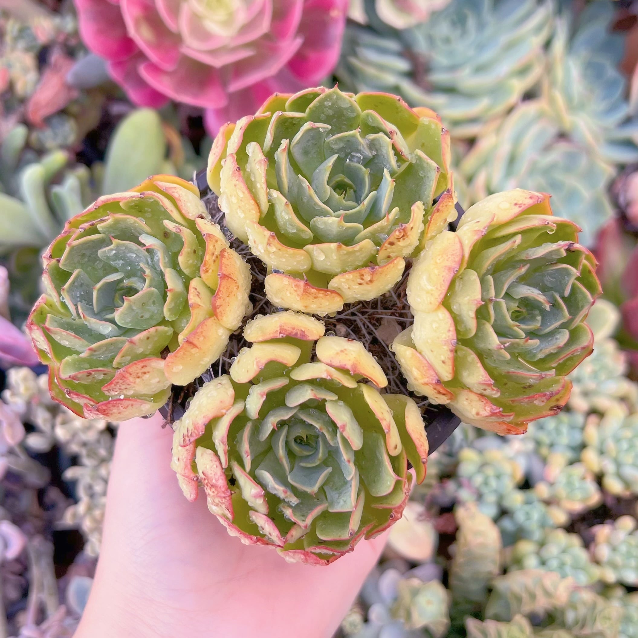 現品　ラブファイヤ#F056　群生　るる農園