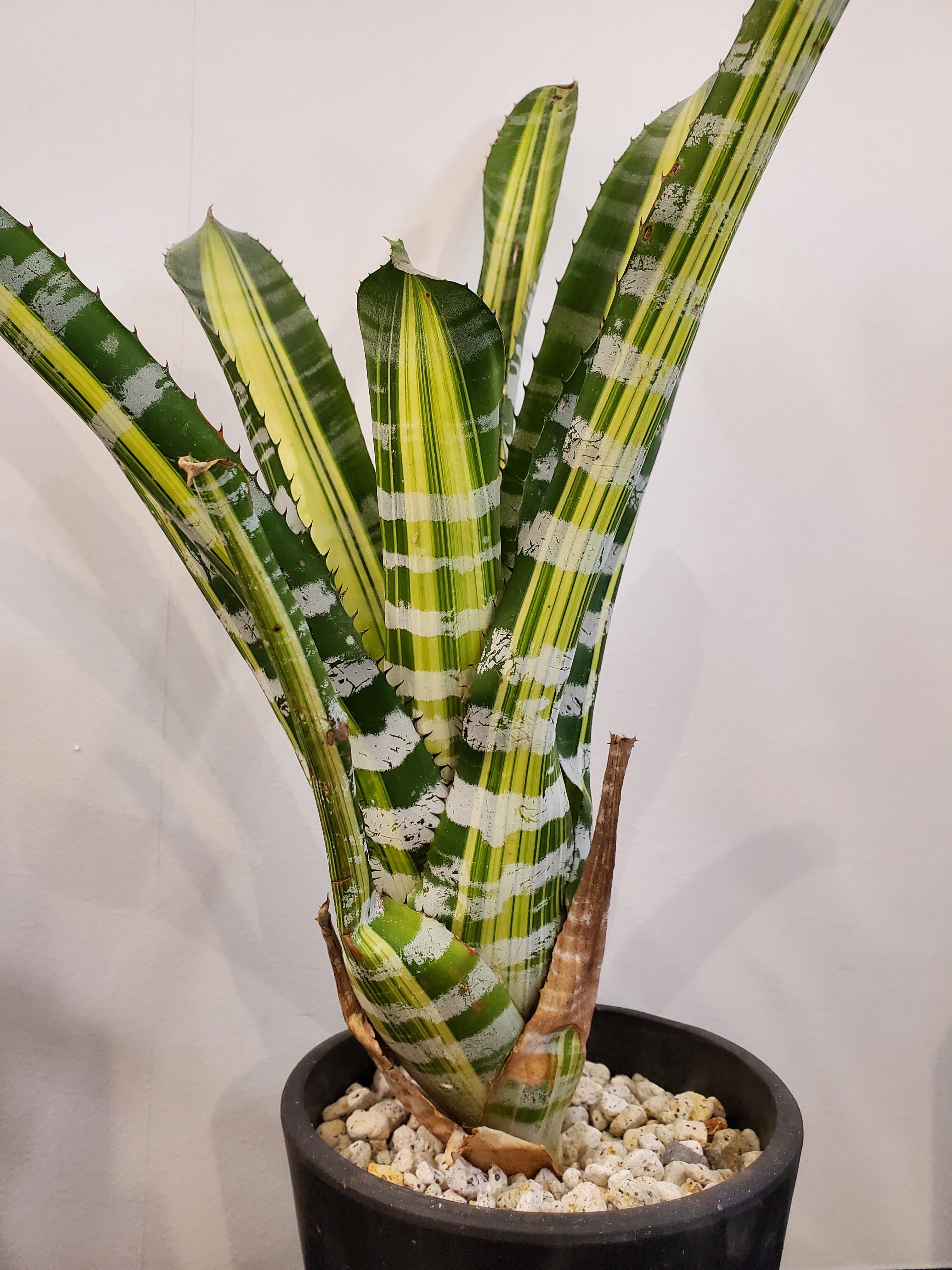 Aechmea chantinii Samurai【artPLANTs】エクメア/タンク | artPLANTs