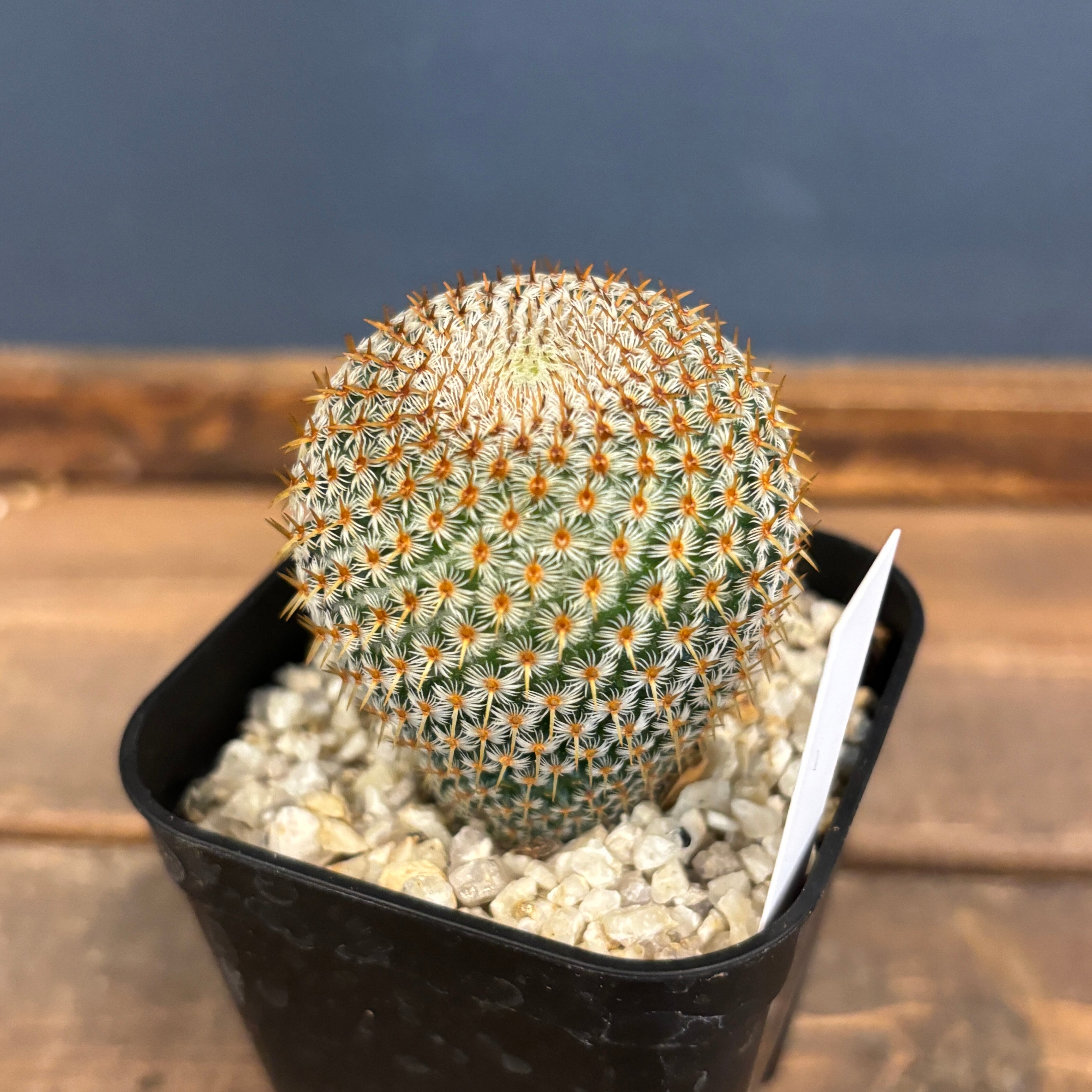 【希少】マミラリアクルシゲラ 国内実生 塊根植物 サボテン 希少】マミラリアクルシゲラ 国内実生 塊根植物 サボテン - メルカリ