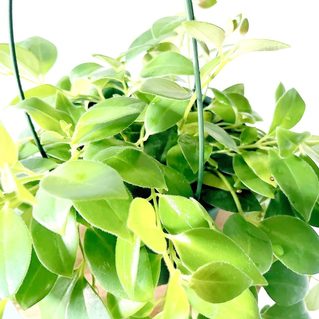 エスキナンサス モナリザ 観葉植物 calm cafe
