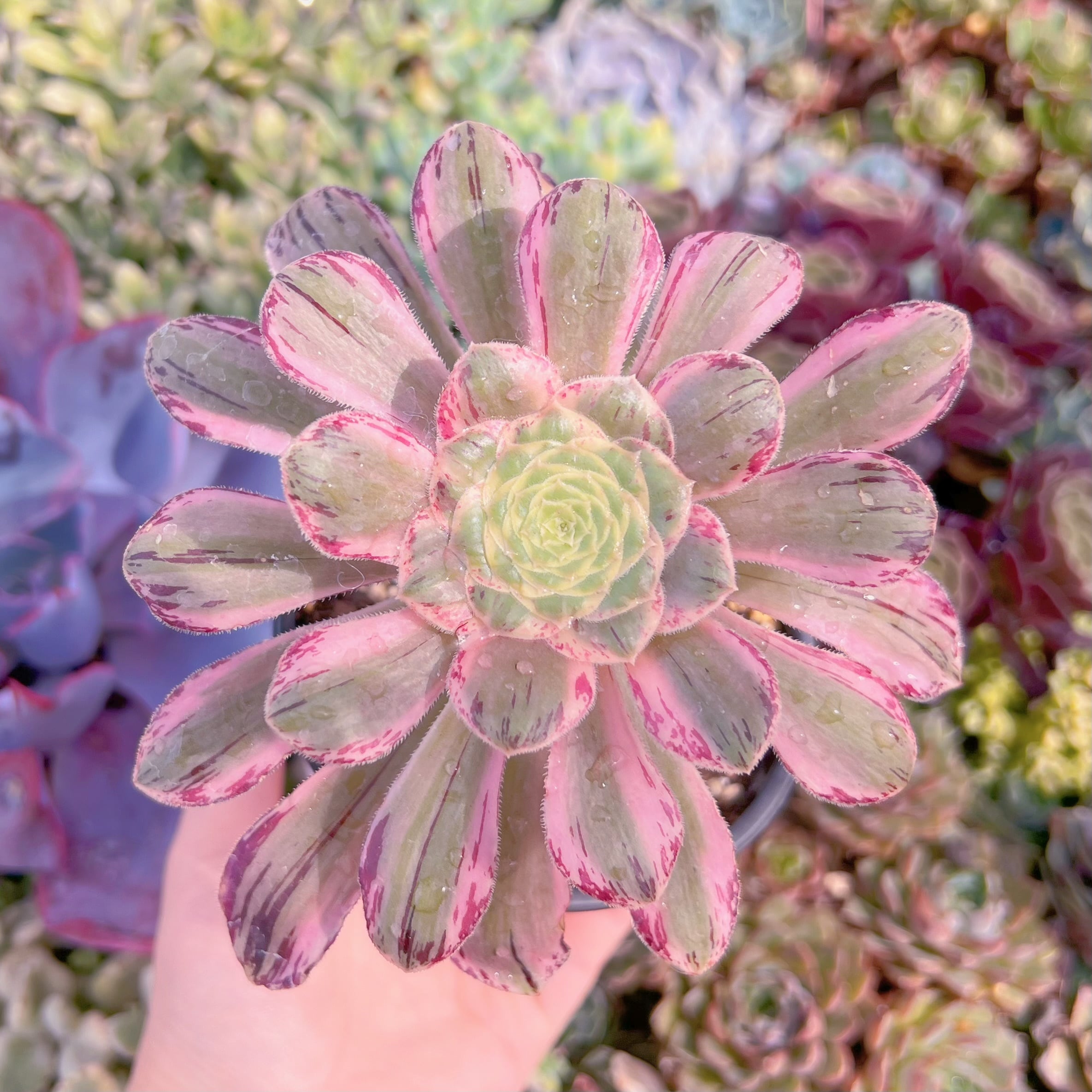 現品　V錦#A068　るる農園