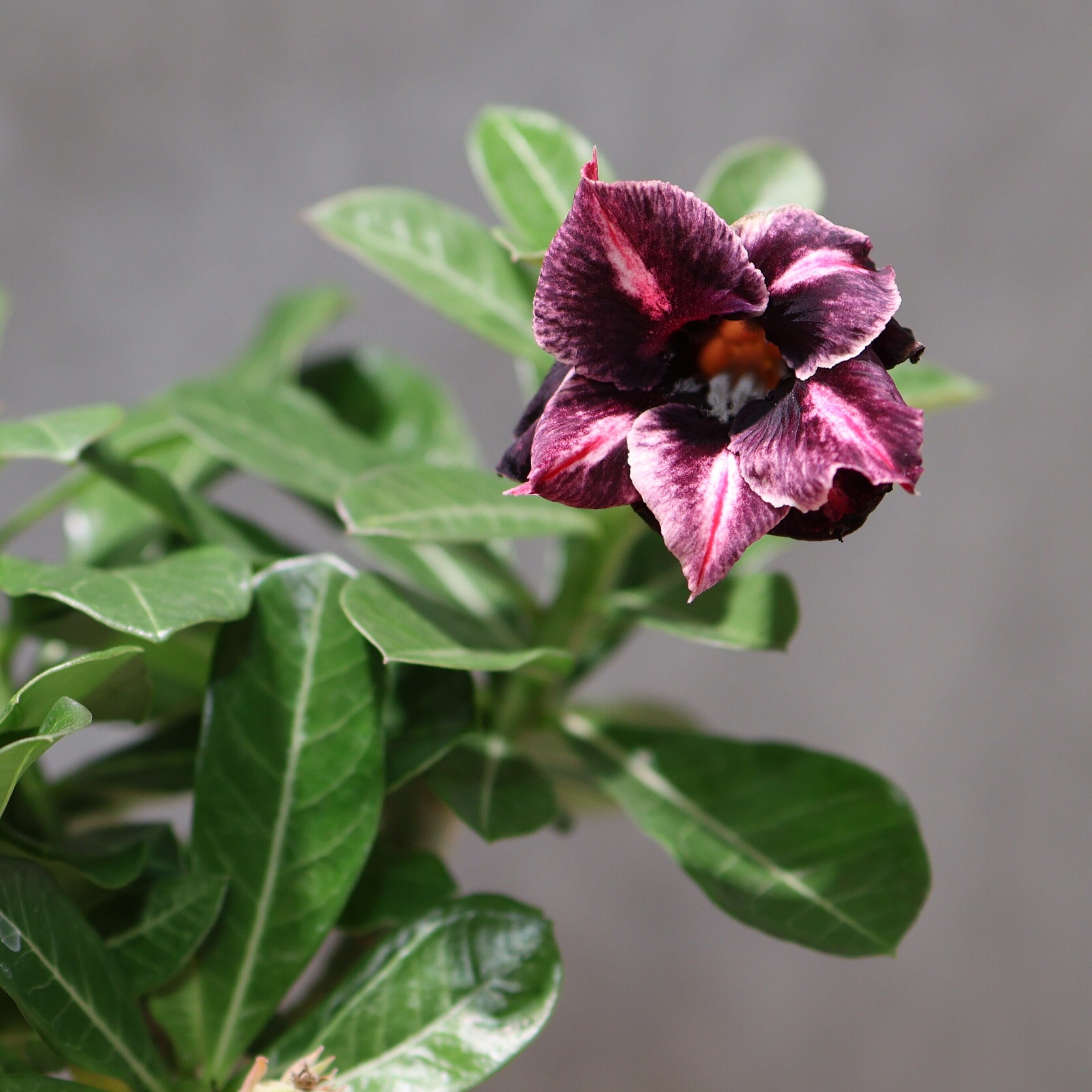 318 その花に目を奪われる『アデニウム KN185』観葉植物 【送料無料
