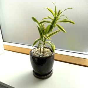 ドラセナ・ソング・オブ・インディア