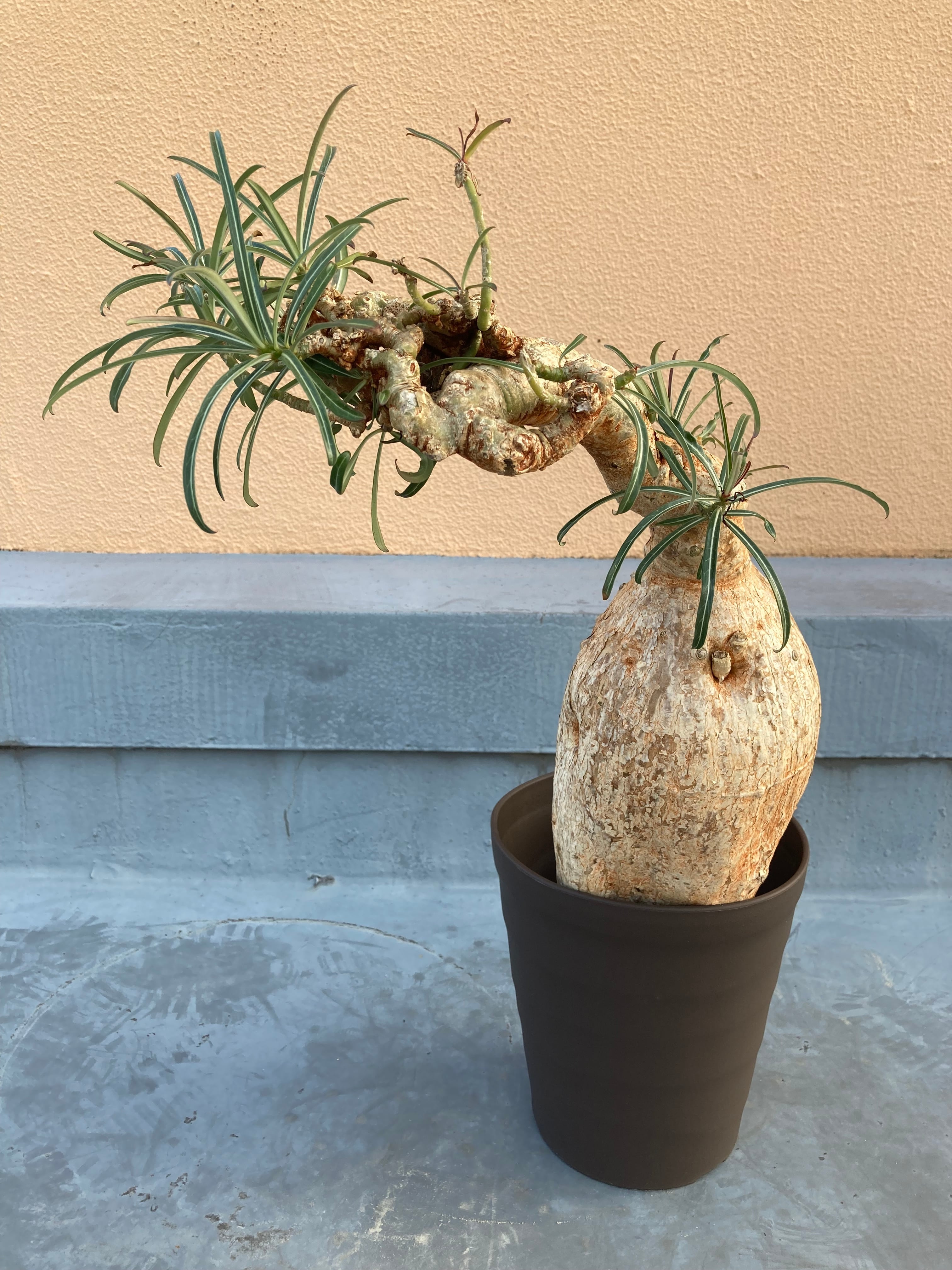 Adenium Somalense Nova 【アデニウム ソマレンセ ノバ】 | PAY ID