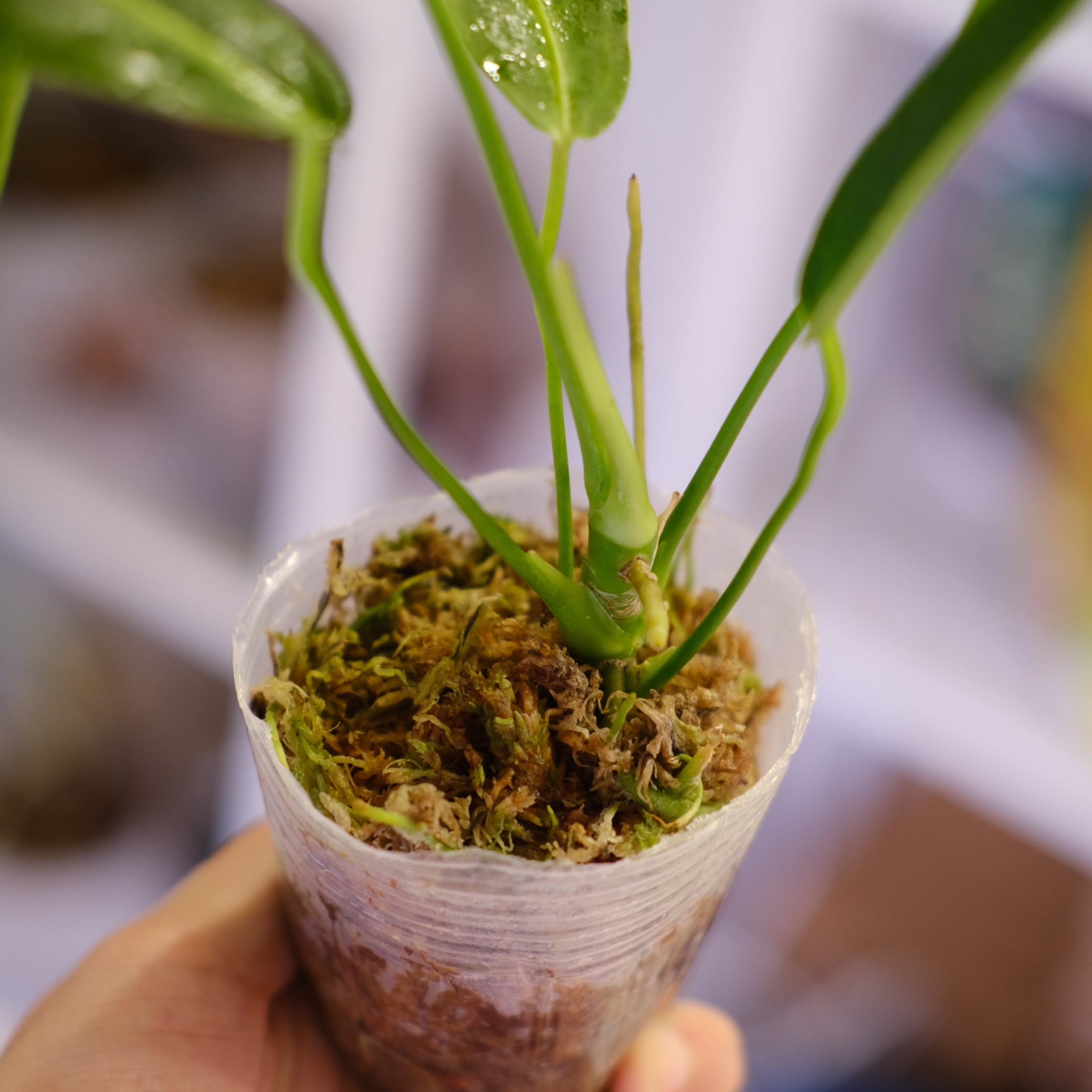 Anthurium Warocqueanum｜アンスリウム・ワロクアーナム｜観葉植物