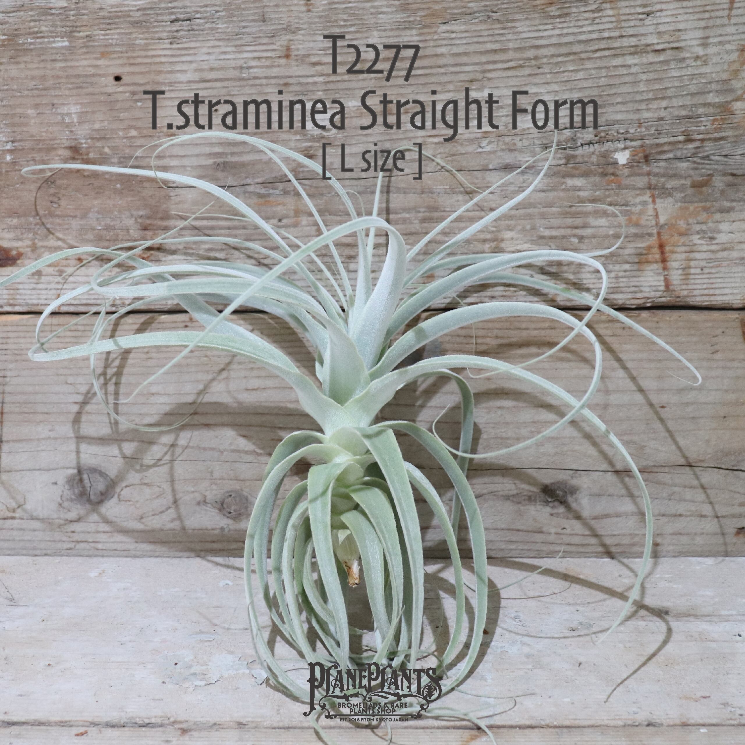 送料無料】straminea Straight Form〔エアプランツ〕現品発送T2277