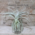 【送料無料】straminea Straight Form〔エアプランツ〕現品発送T2277