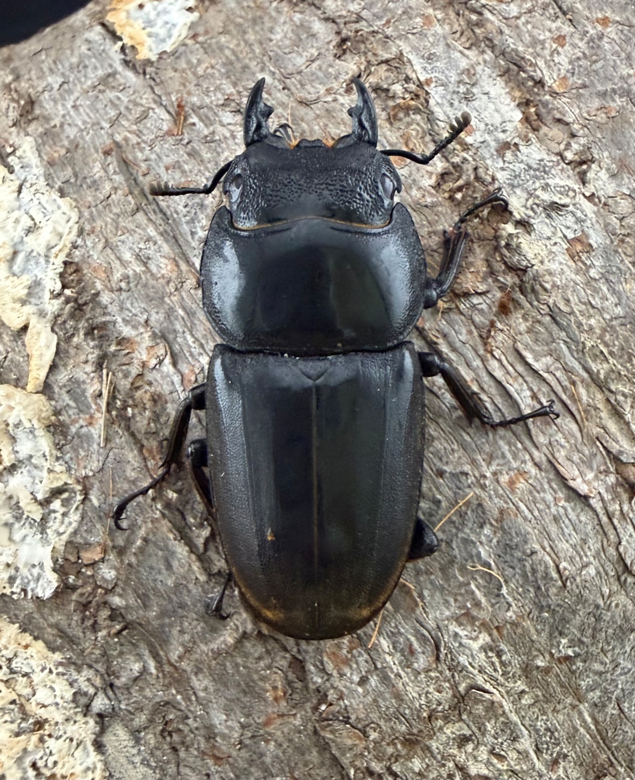 《スマトラオオヒラタ アチェ産 50.5mm ♀単》