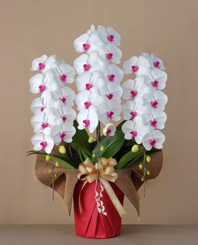 3本立　ロング（42輪～45輪程度）白赤【印象に残る華やかなアクセントカラー】 ワンランク上の華やかさを魅せる一鉢に仕上げました。 白の中に赤いリップが映え、印象深い存在感のある贈り物としてご好評です。